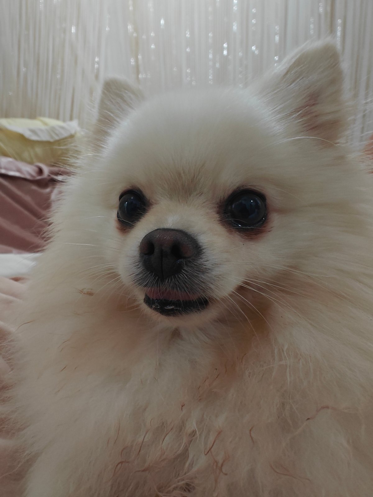 Pomeranian snapshots and motivational quotes from Nha Trang