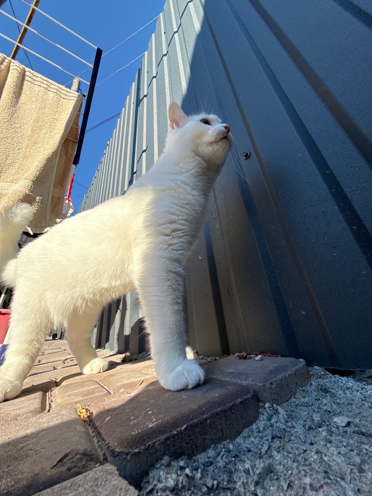 White cat explores a patio courtyard with a metal fence