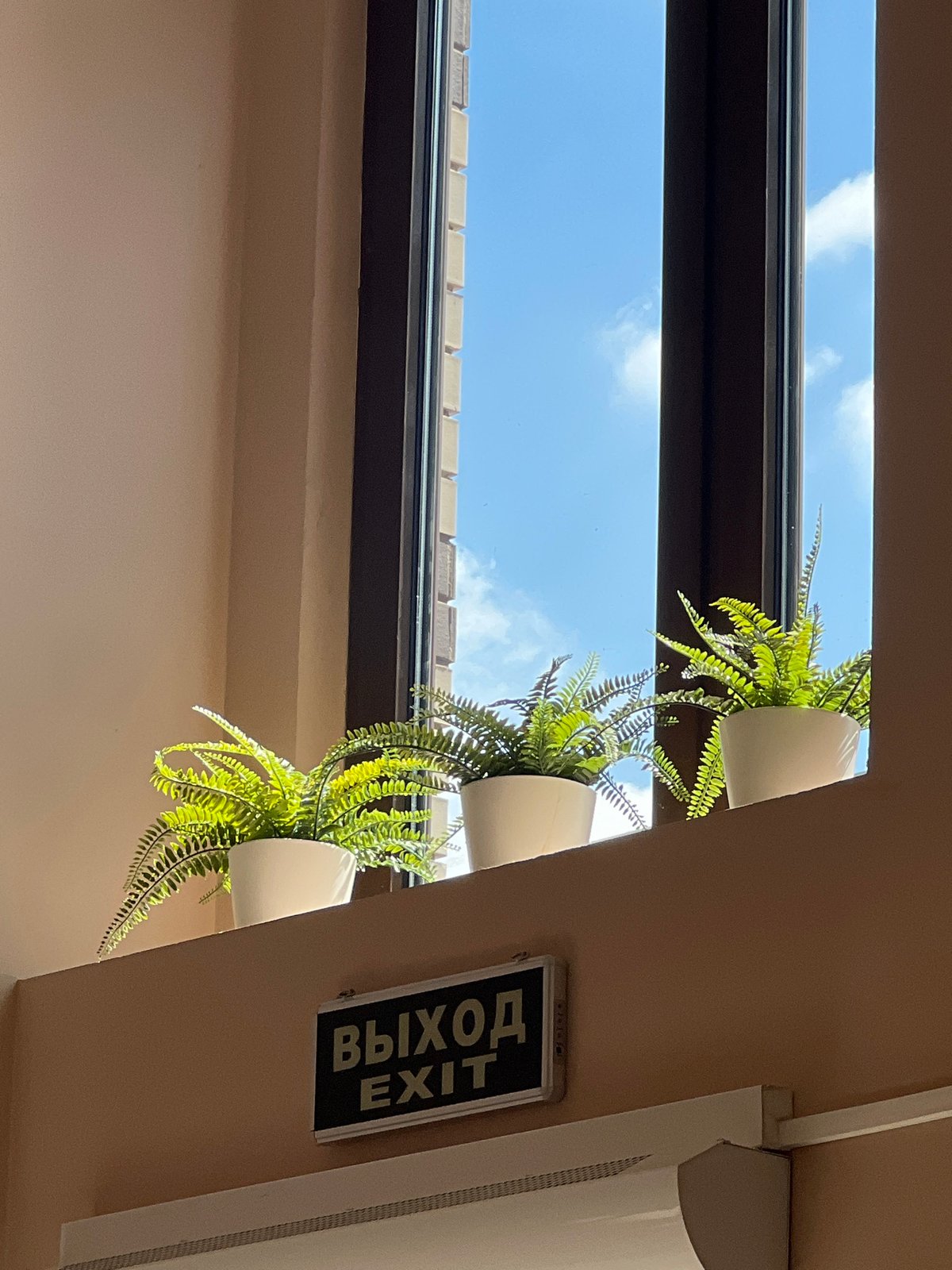 Moscow morning: indoor greenery and a parked electric scooter