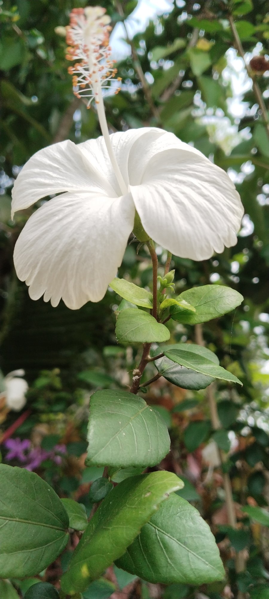 Macro shots of tropical flowers in Meunasahhee, Indonesia