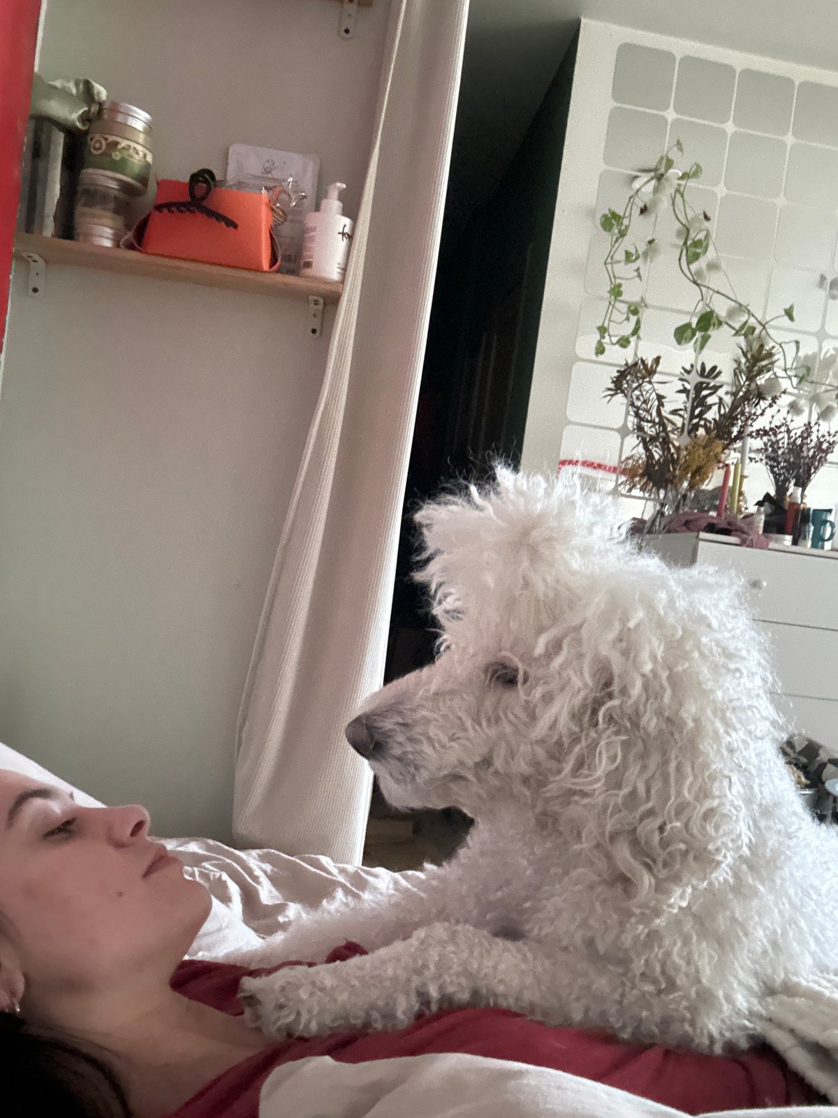 Pet poodle Luna plays with owner during morning hours