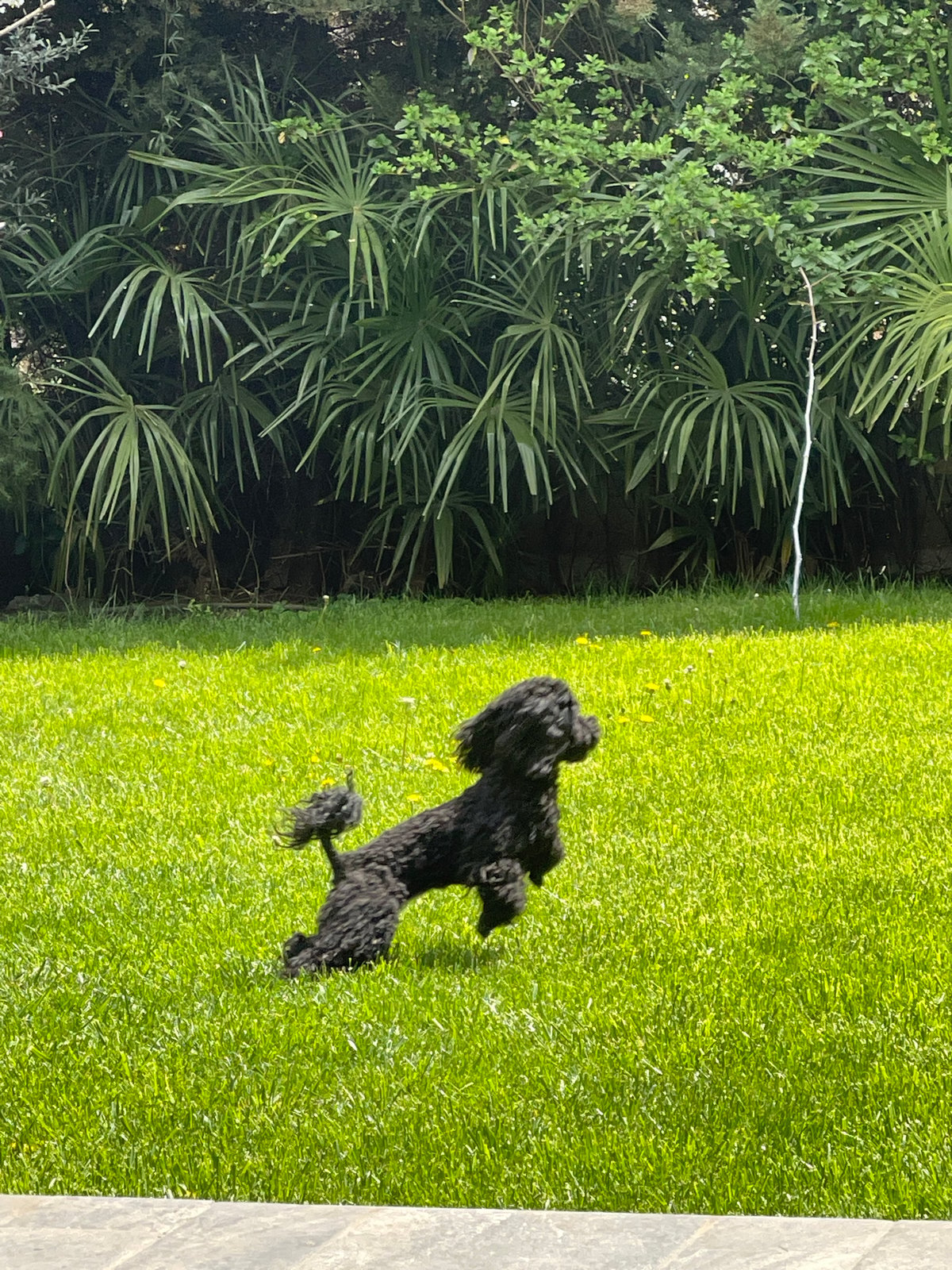 Black poodle spotted on lawn near palm vegetation in Burgas