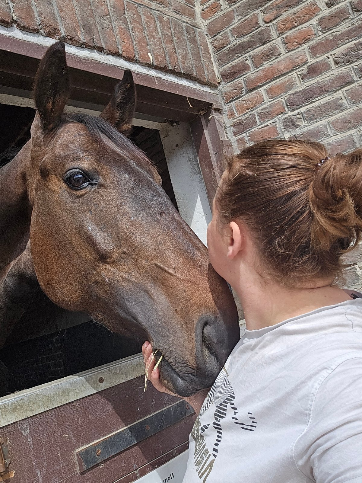 Person nuzzles brown horse at Belgian stable