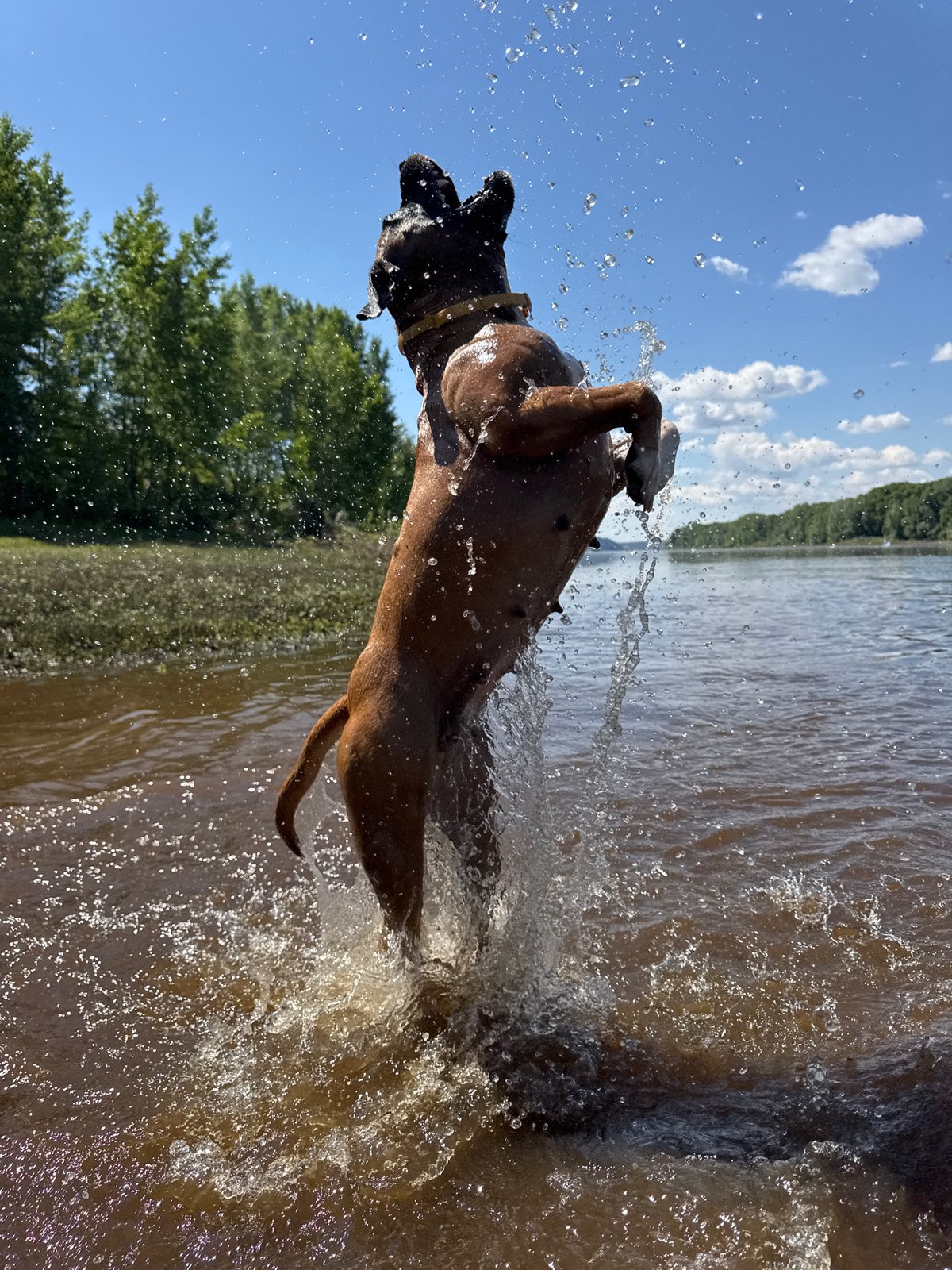Dog repeatedly leaps from Kama River in playful water session