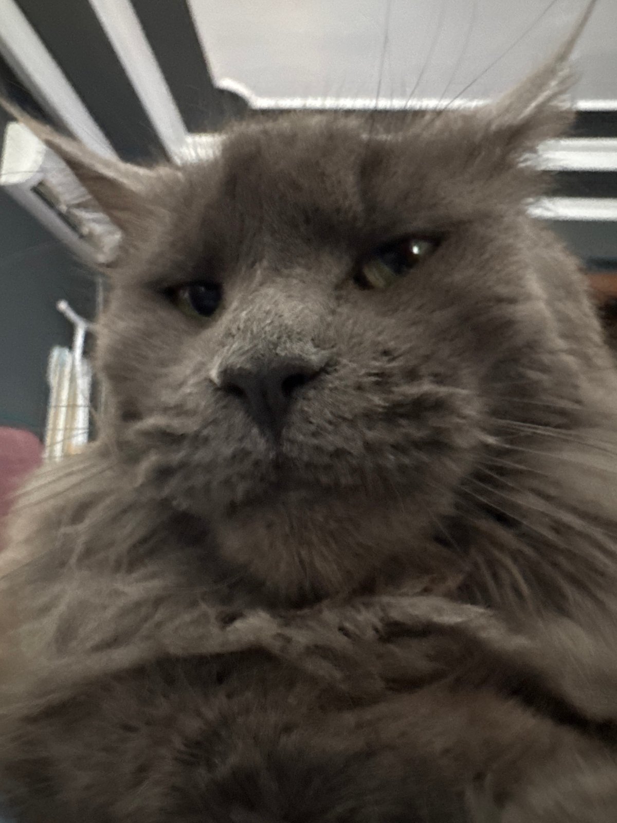 Gray Maine Coon and a Pomeranian at home in Gölbaşı