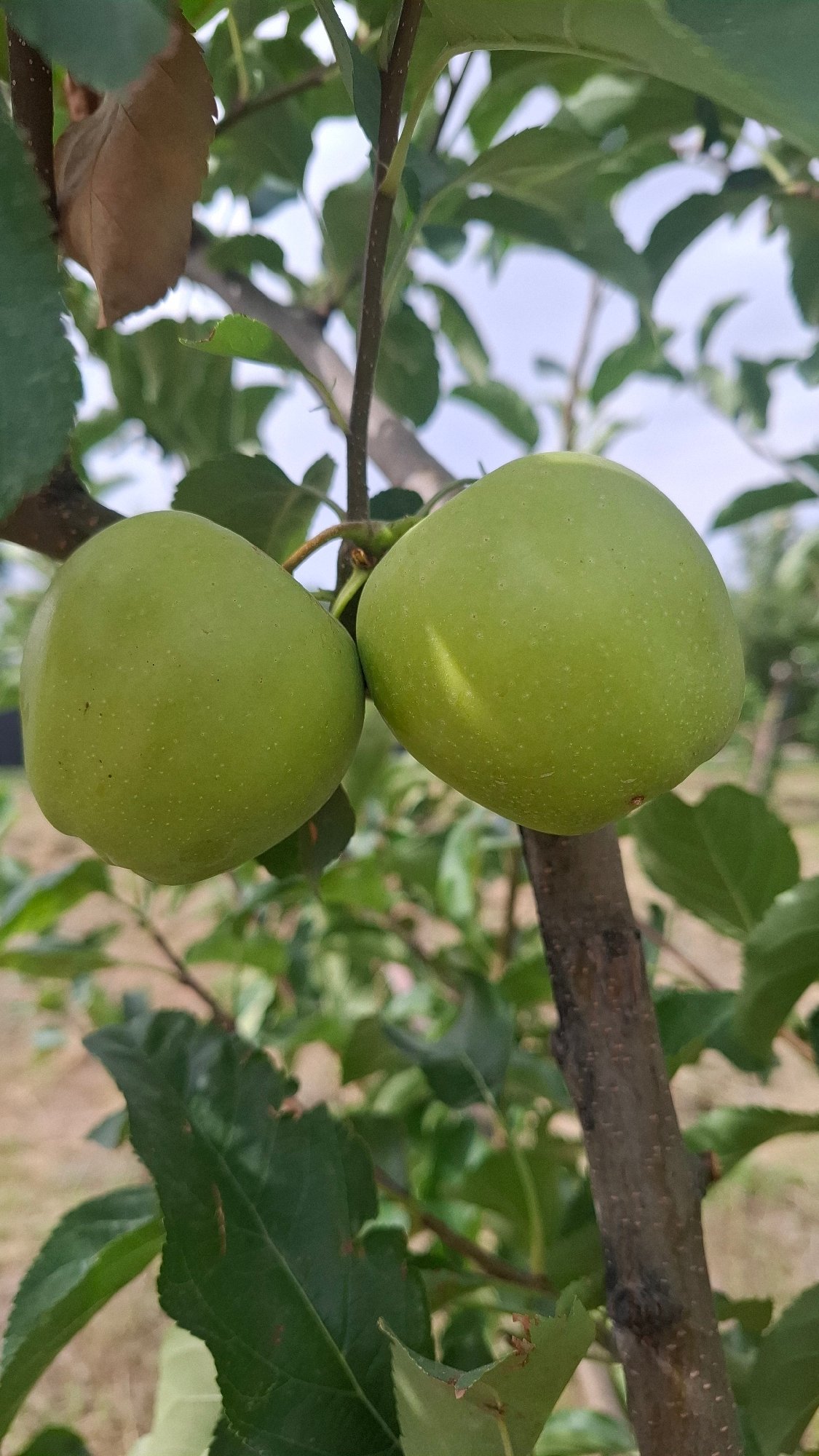 Green and pink apples growing on the branch