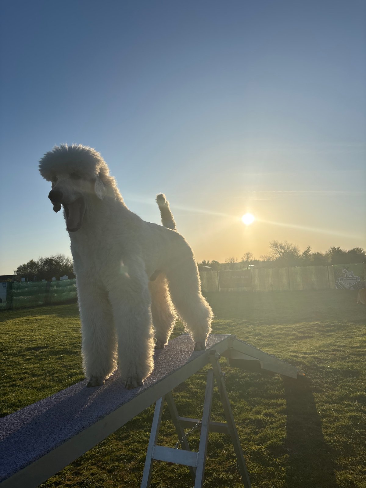 White dog spotted on agility course in Bulgarian field