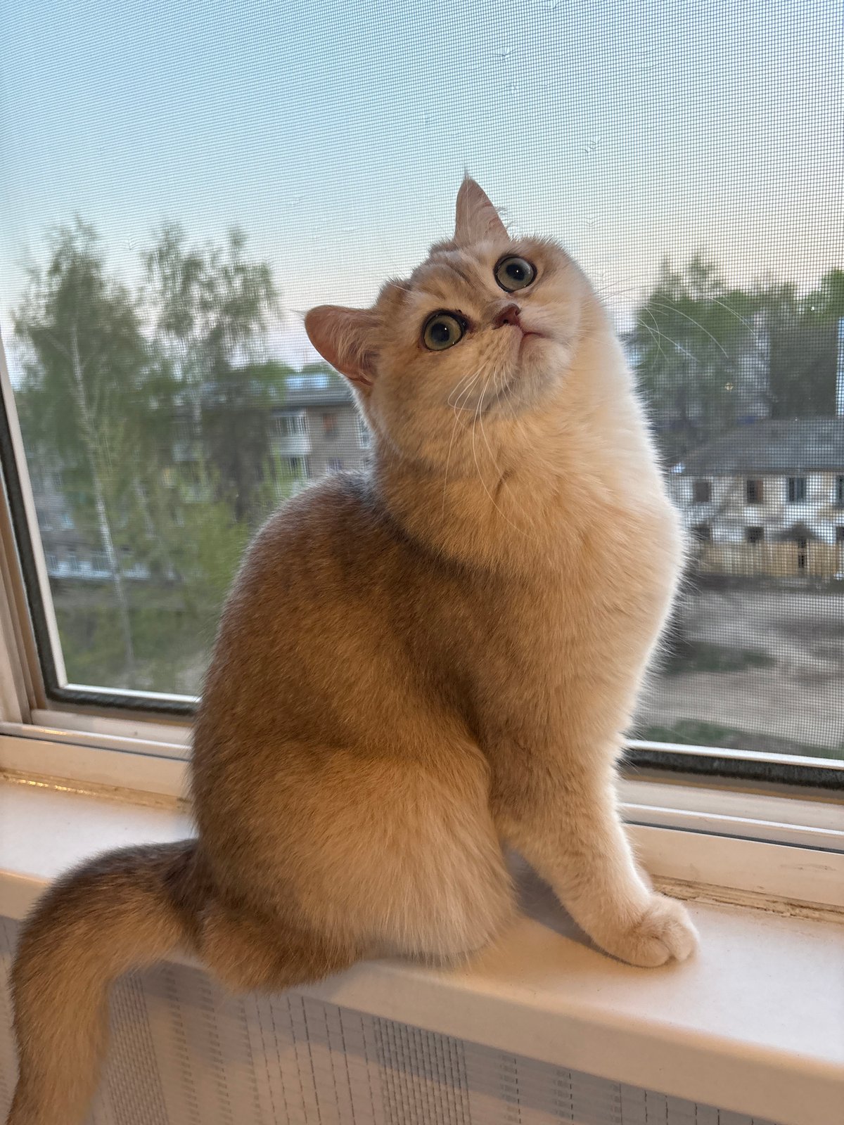 Evening domestic life documented in Chaikovsky, Russia apartment setting