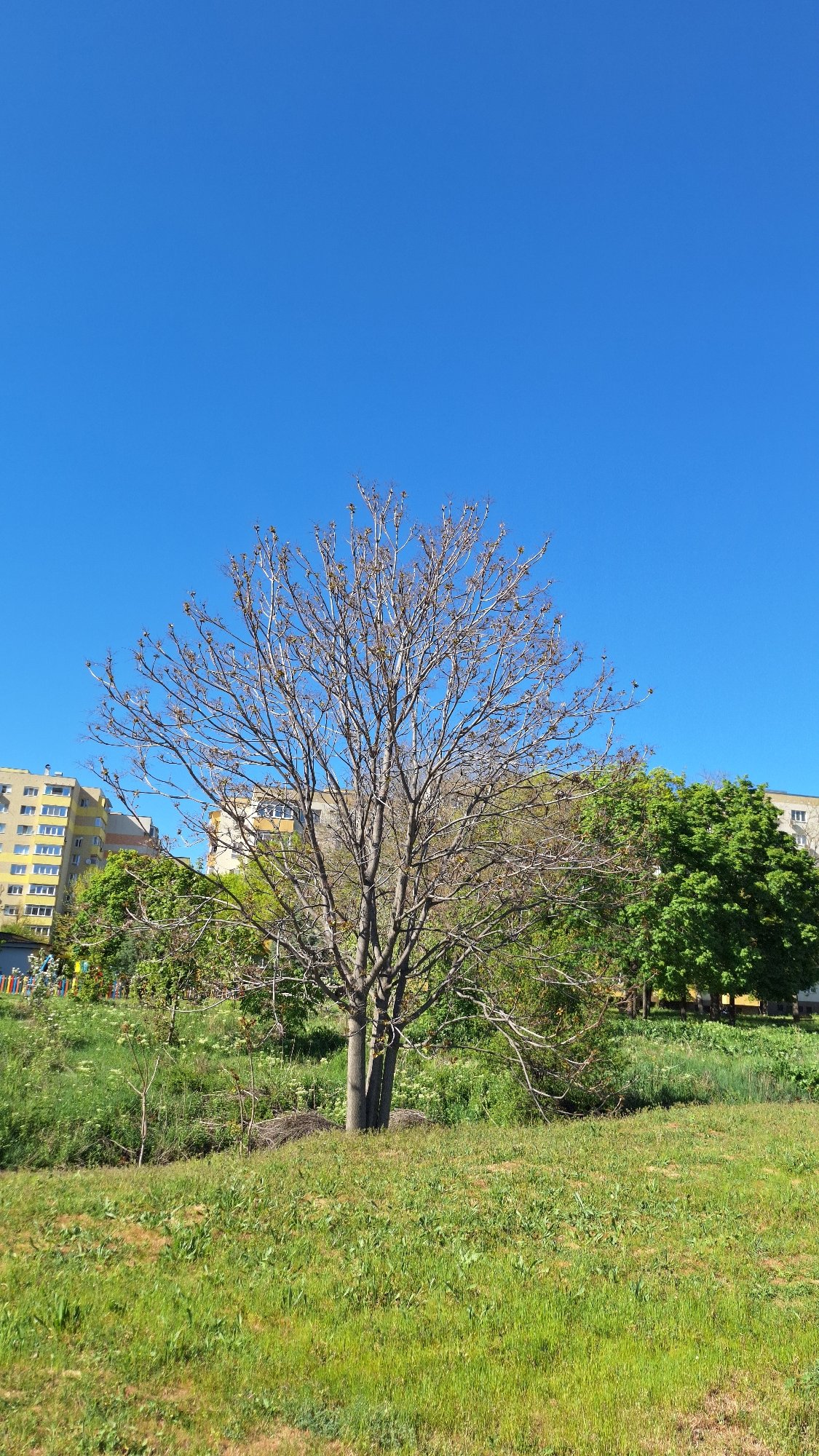 Spring blooms documented in Blagoevgrad park during afternoon walk