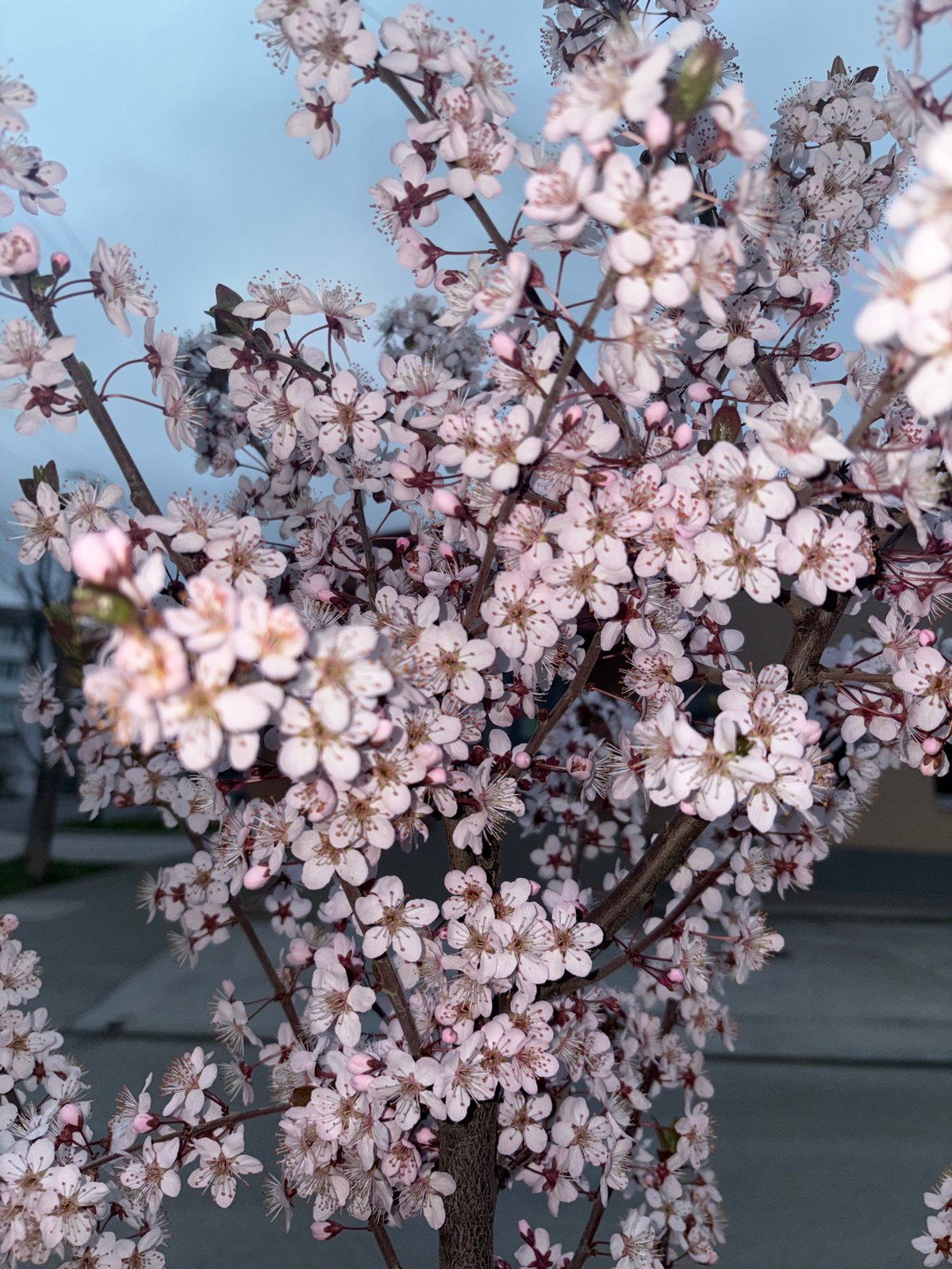 Spring blossoms bloom in Simferopol as witnesses document flowering trees