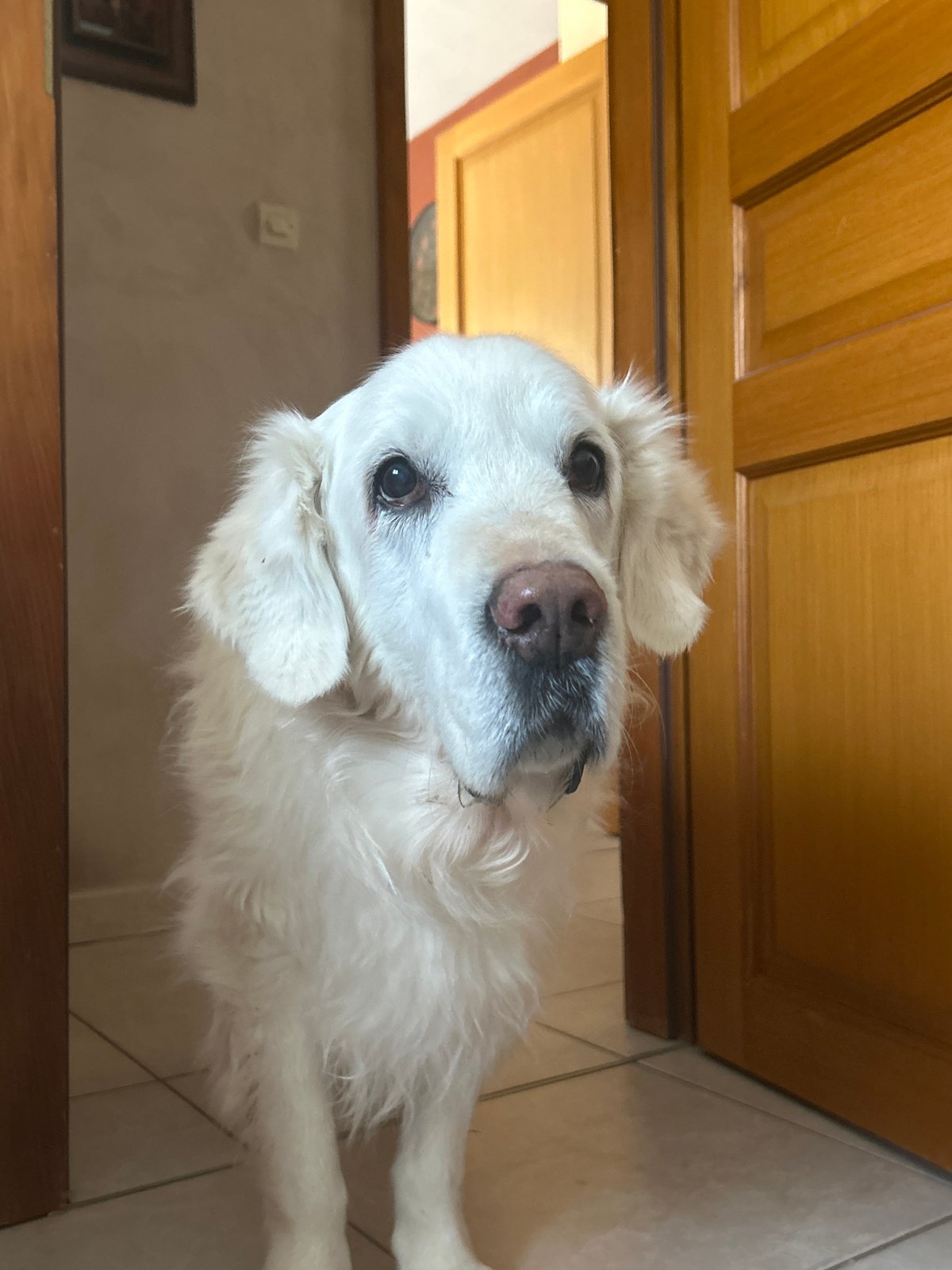 Domestic animals observed indoors in Truchtersheim, France