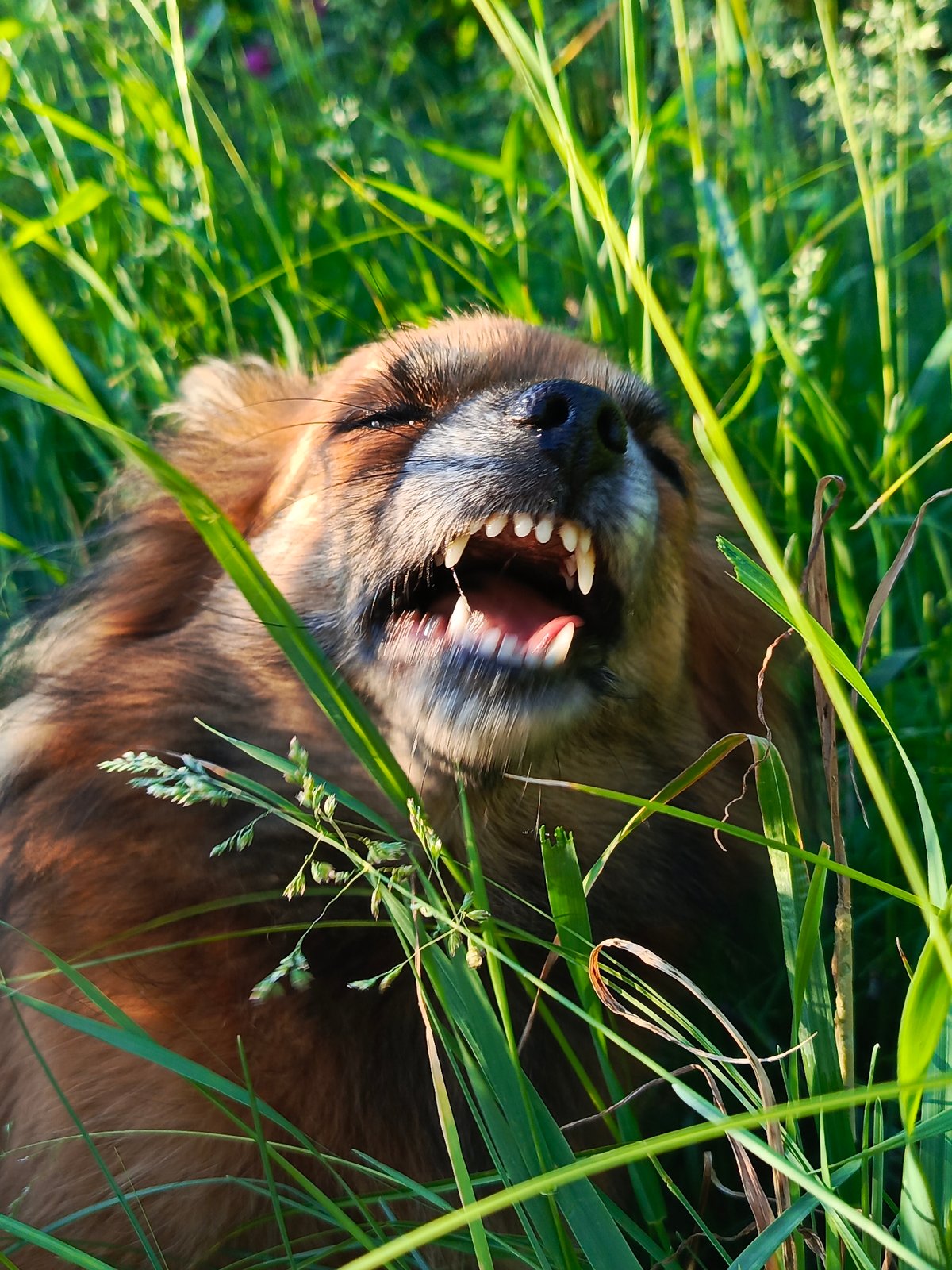 Nature walk documented in Chaikovsky: fox, flowers, dog spotted