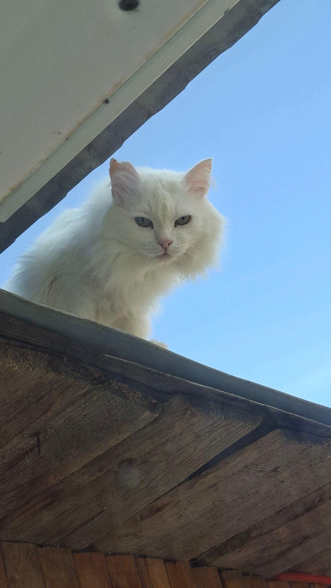 Morning moments with cat and resident in Russian village