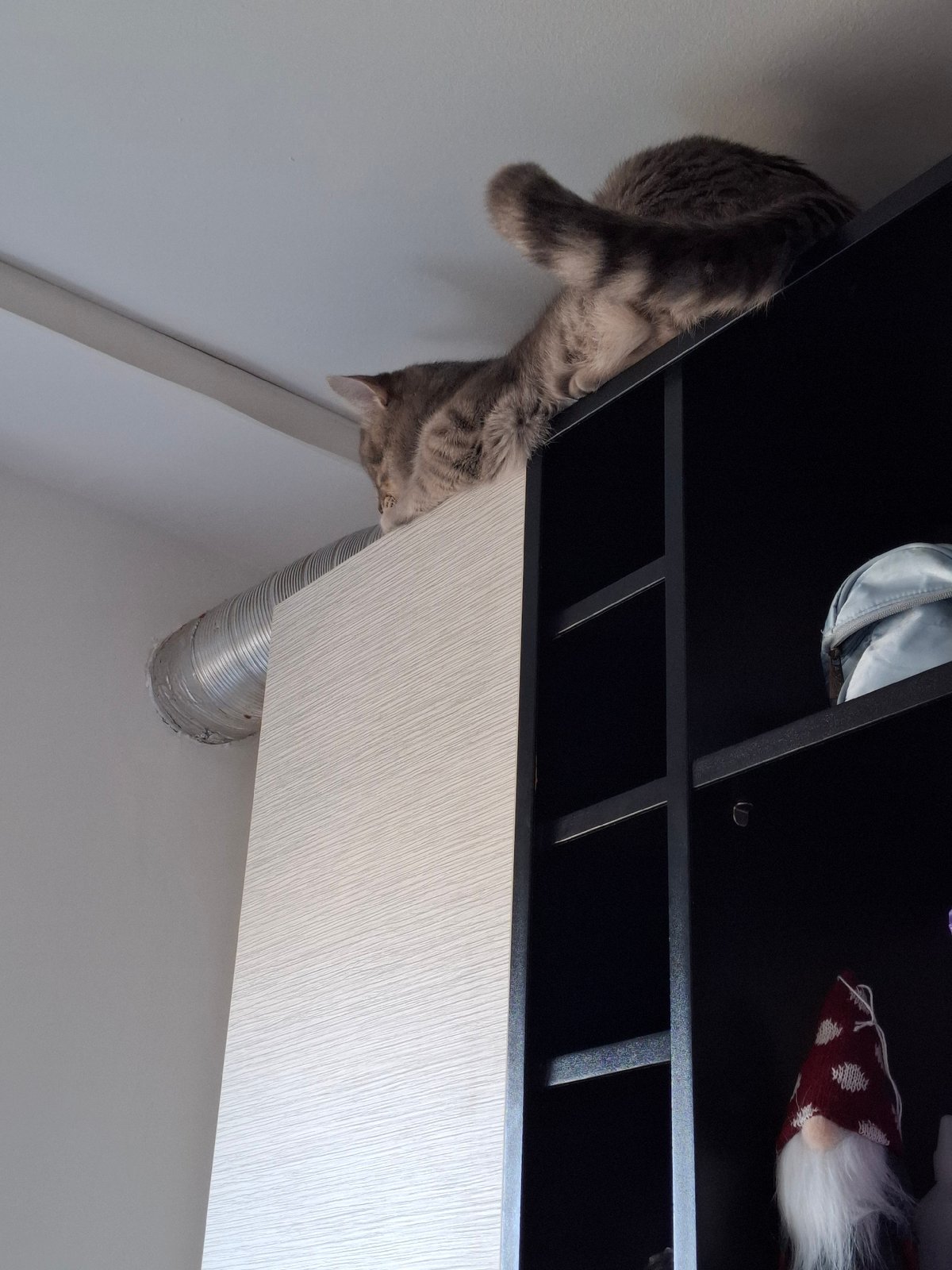 Acrobatic tabby cat filmed climbing upside down on kitchen cabinets