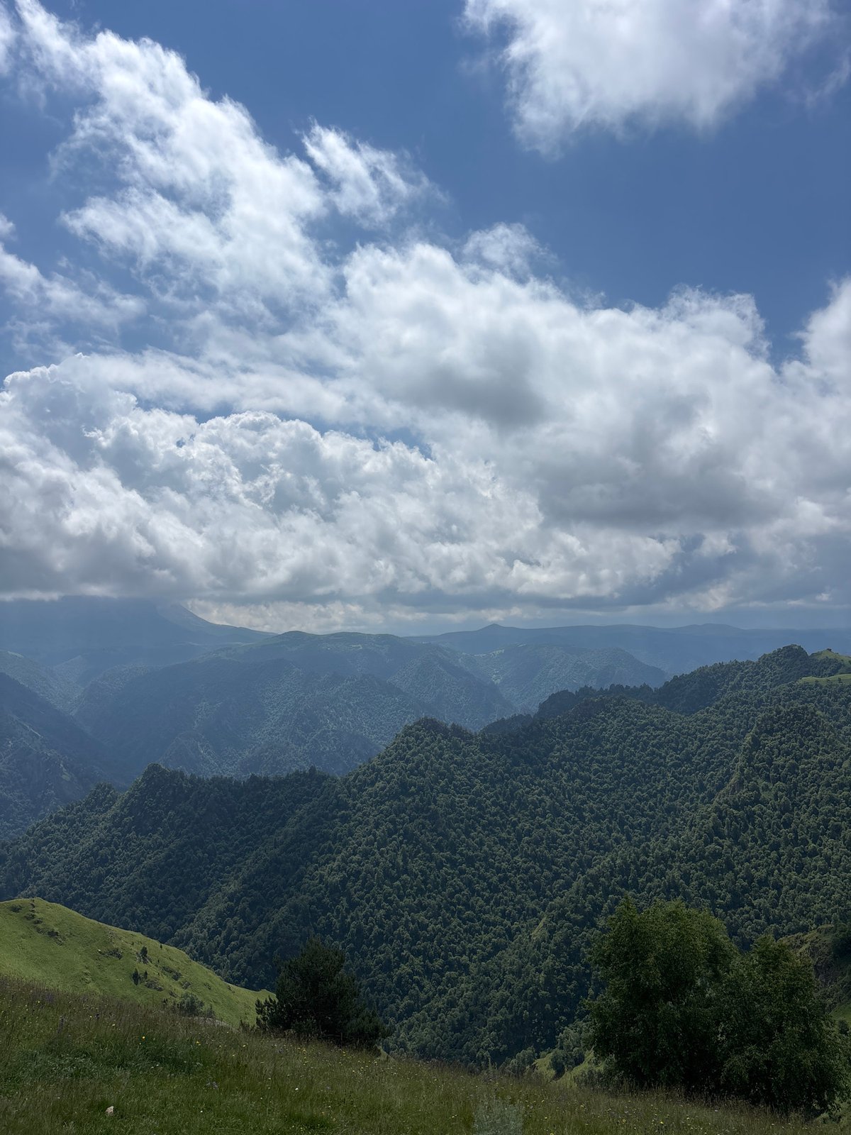 Wildflower slopes and forested ridges in the Russian Caucasus