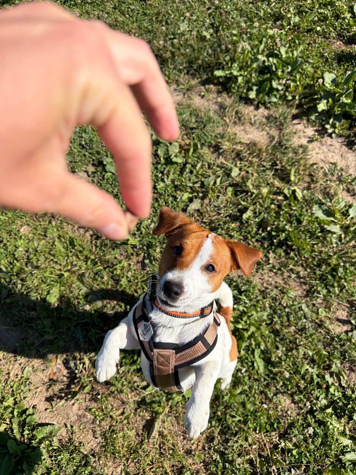 Jack Russell Terrier on a sunny Moscow park walk