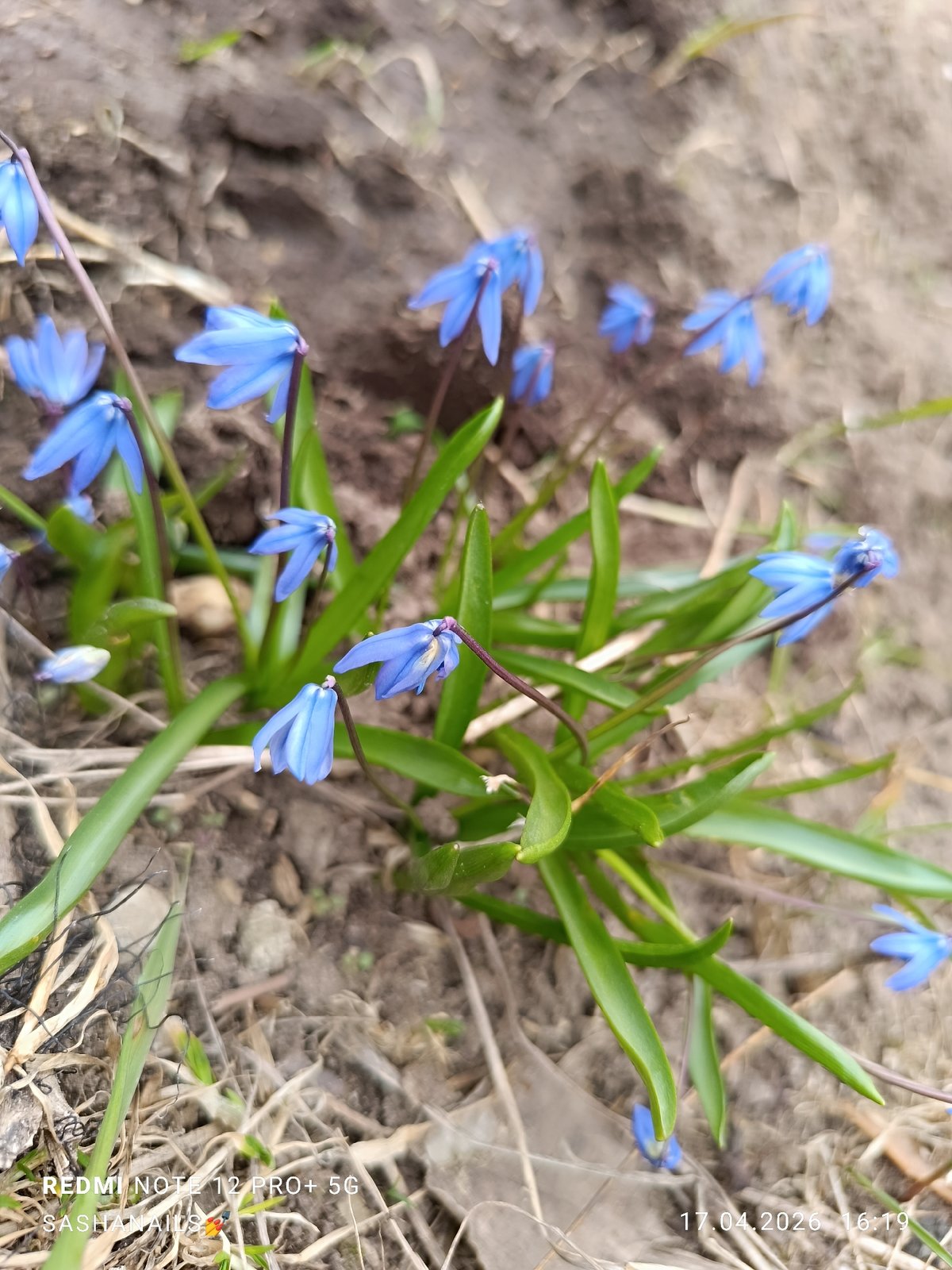 Spring day documented in Chaikovsky: welding, flowers, selfies