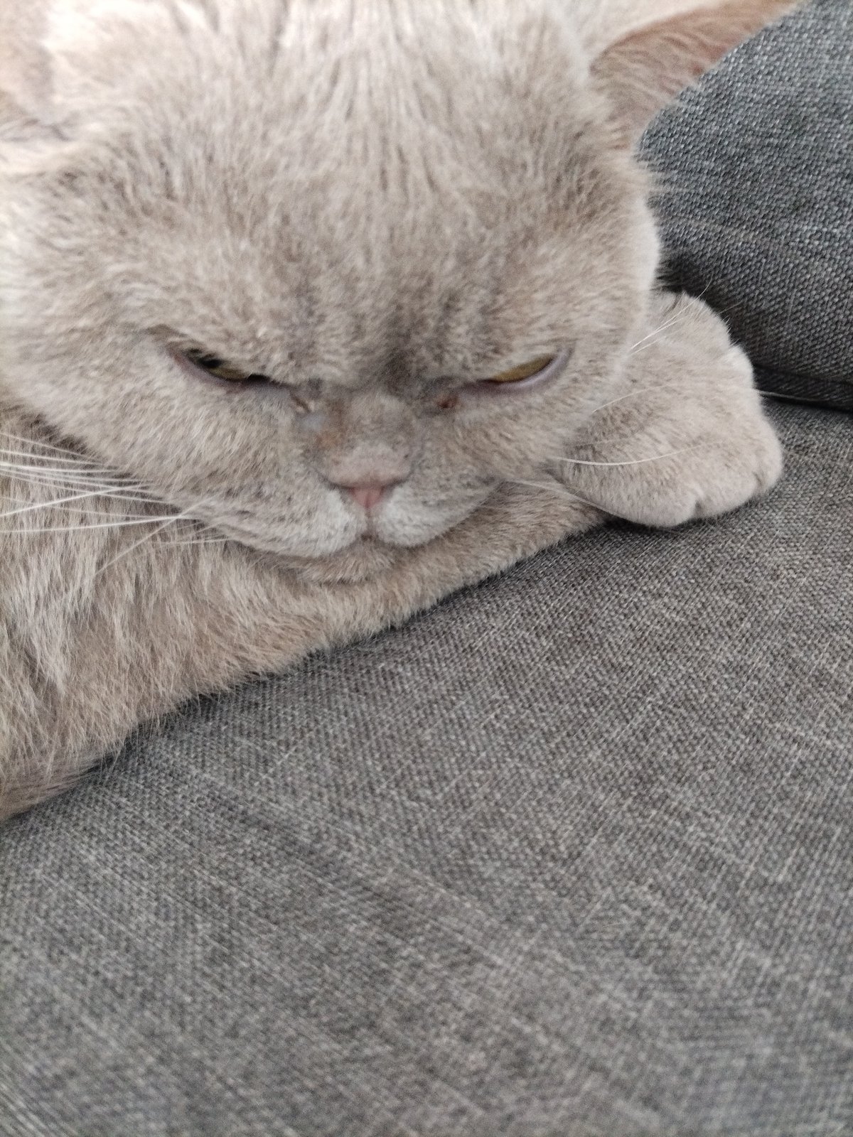 Two cats doing absolutely nothing on a gray couch