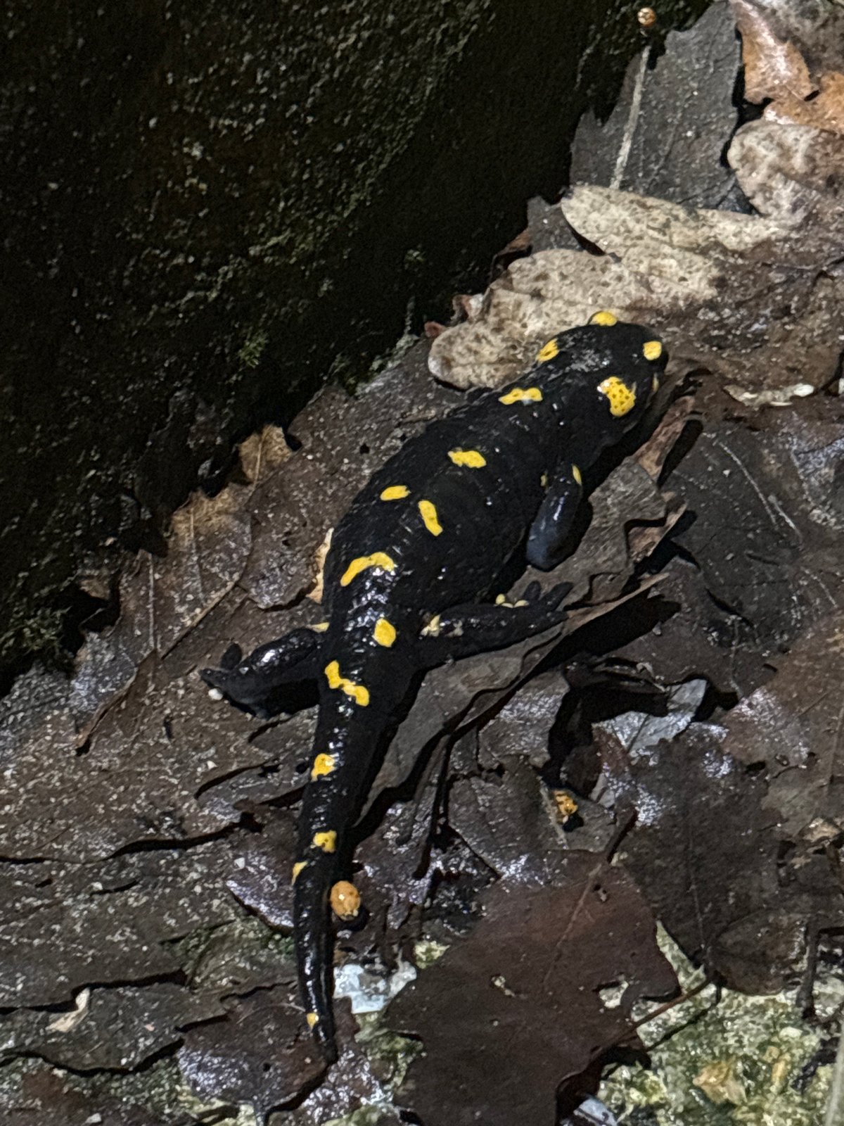Fire salamander spotted in Gabrovo, Bulgaria