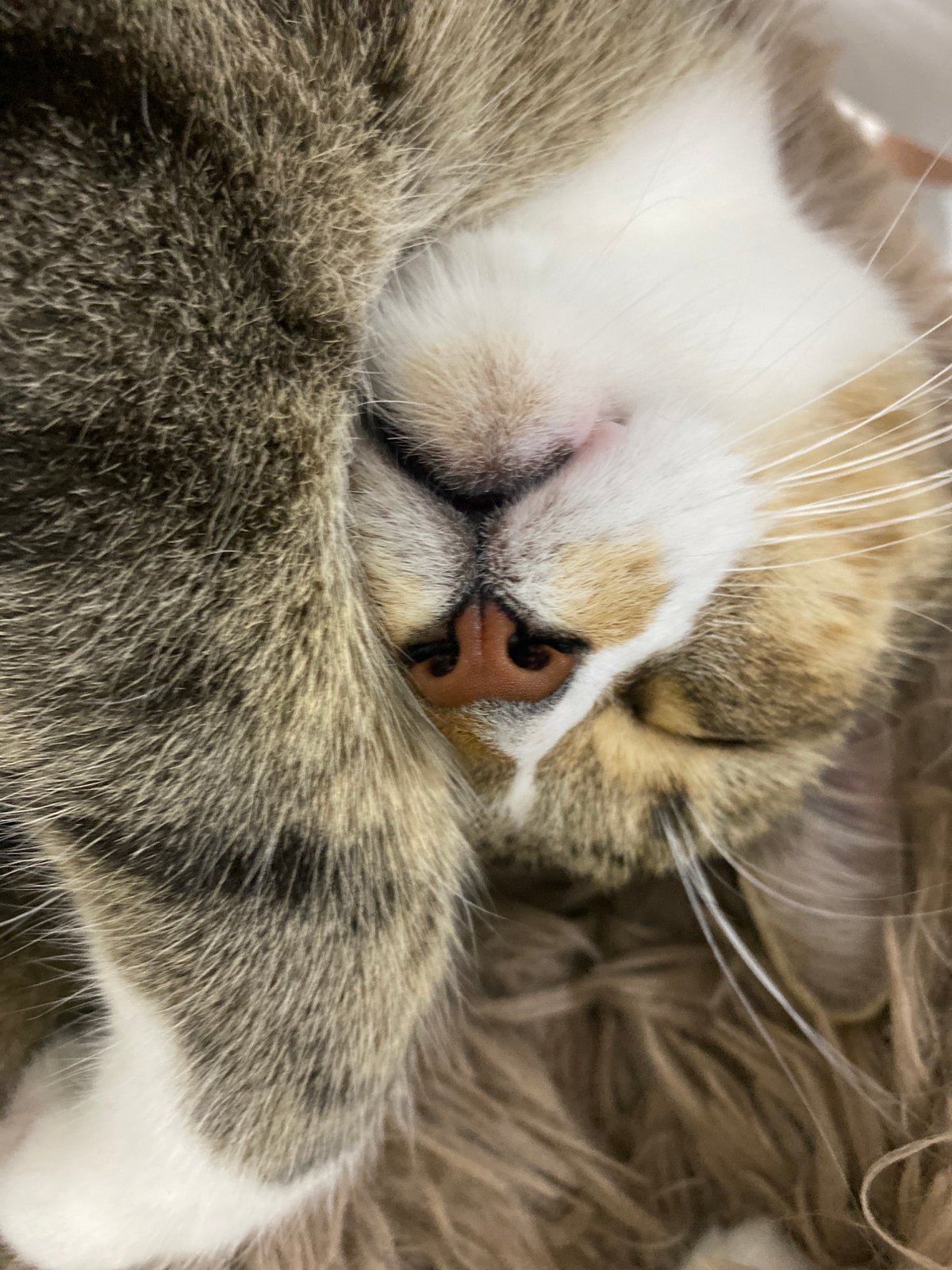 Tabby cat naps with paw over face in Novokuybyshevsk