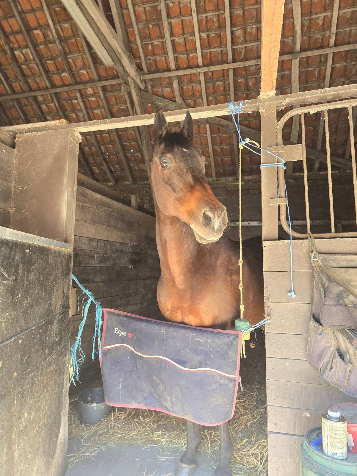 Horse spotted in rustic stable in Estaimpuis, Belgium