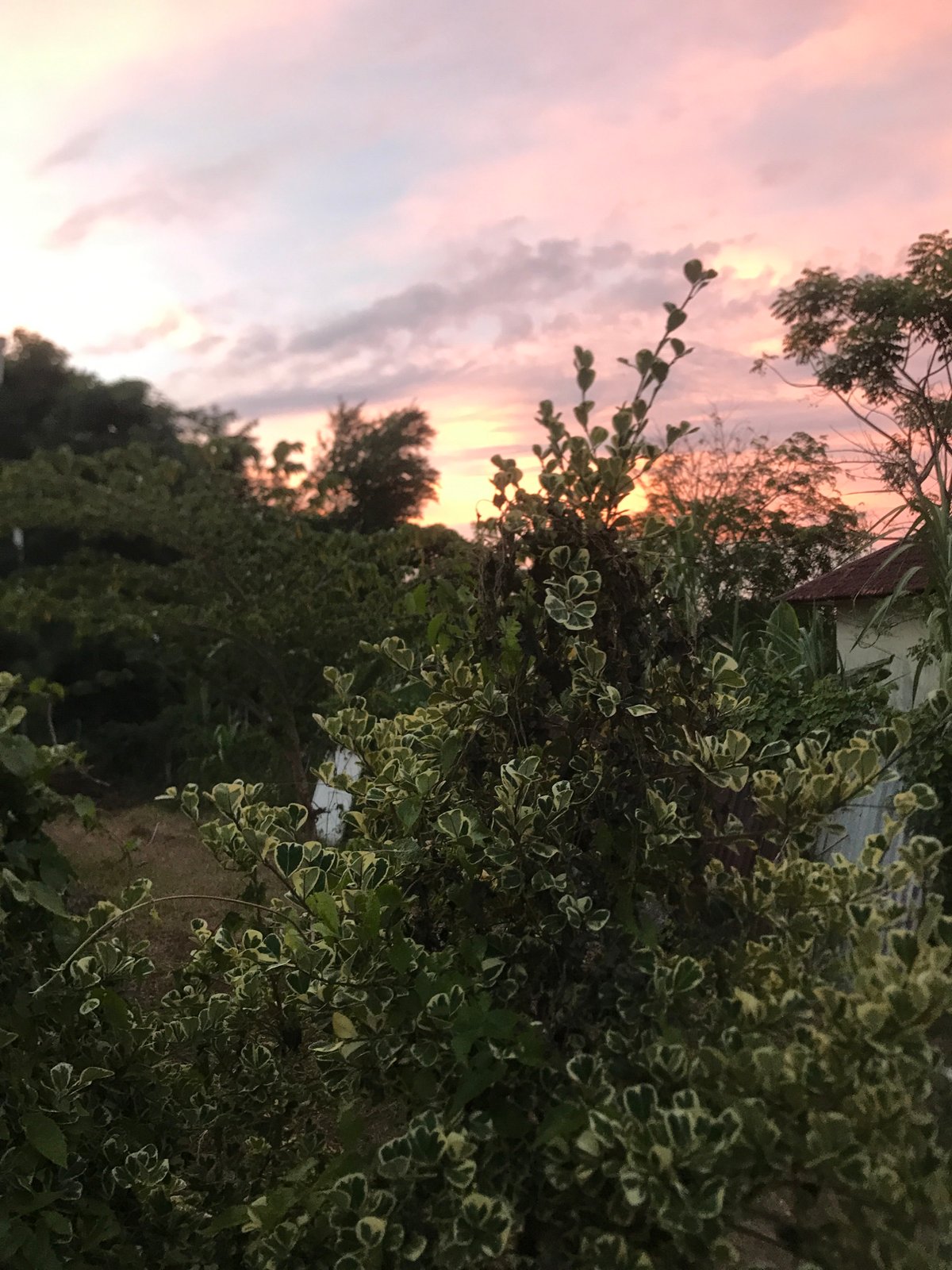 Colorful sky photographed through foliage in Lhokseumawe, Indonesia