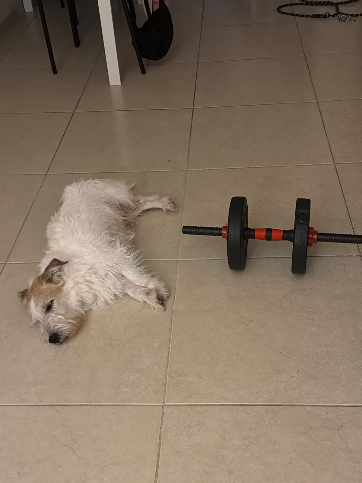 Casual indoor moment with dog captured in Tel Aviv