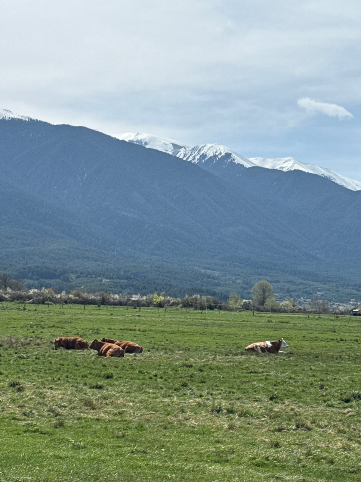 Cow grazes in mountain pasture near Bansko, Bulgaria