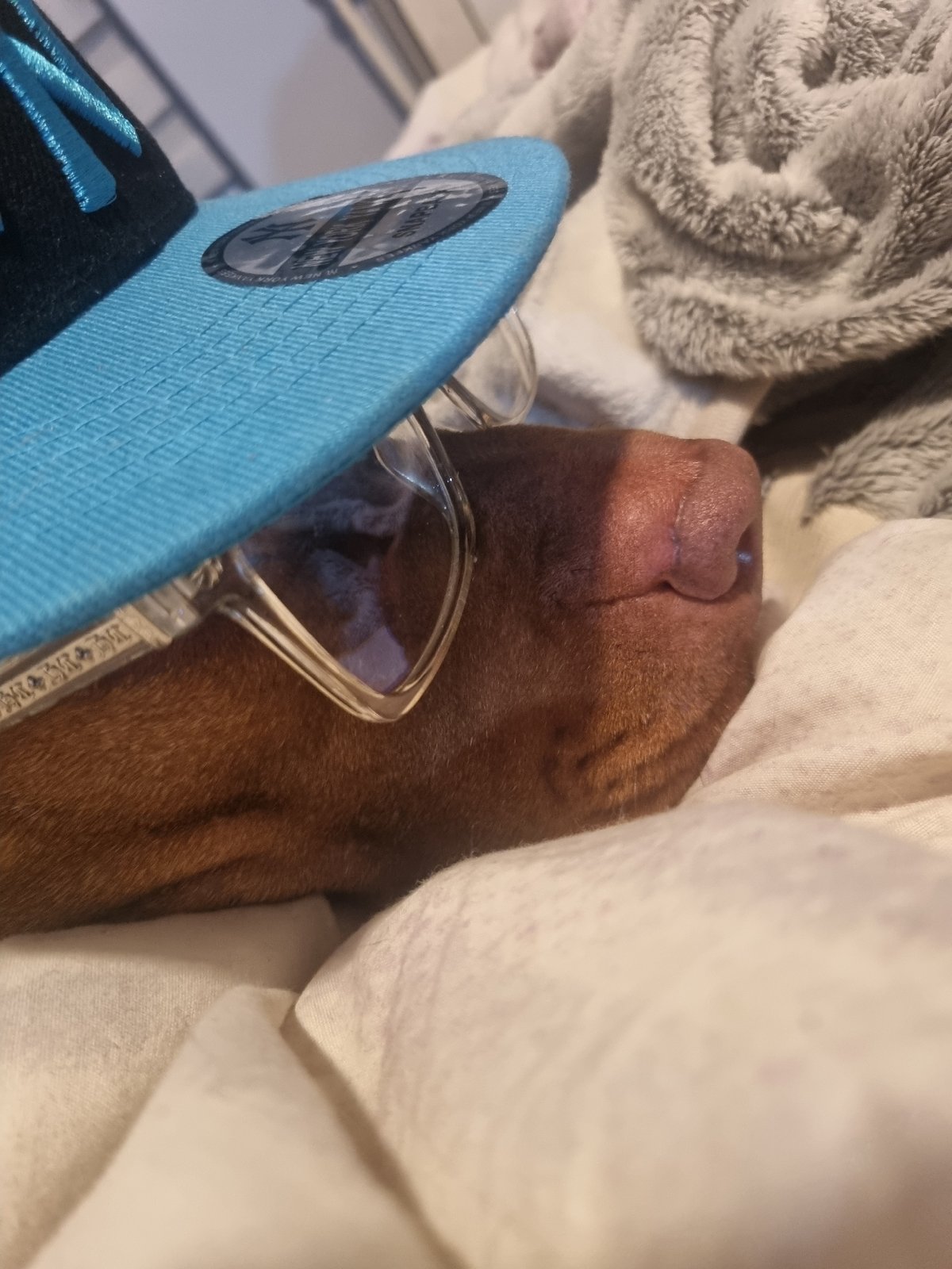 Brown dog photographed resting at home with household items
