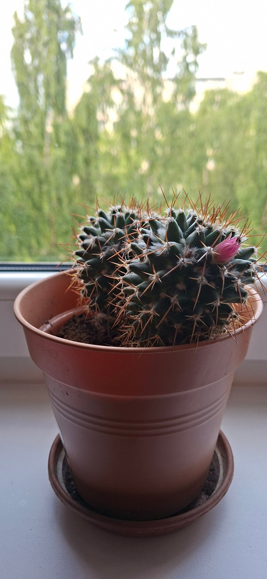 Cozy Tallinn afternoon: a Yorkie, houseplants, art, and home cooking