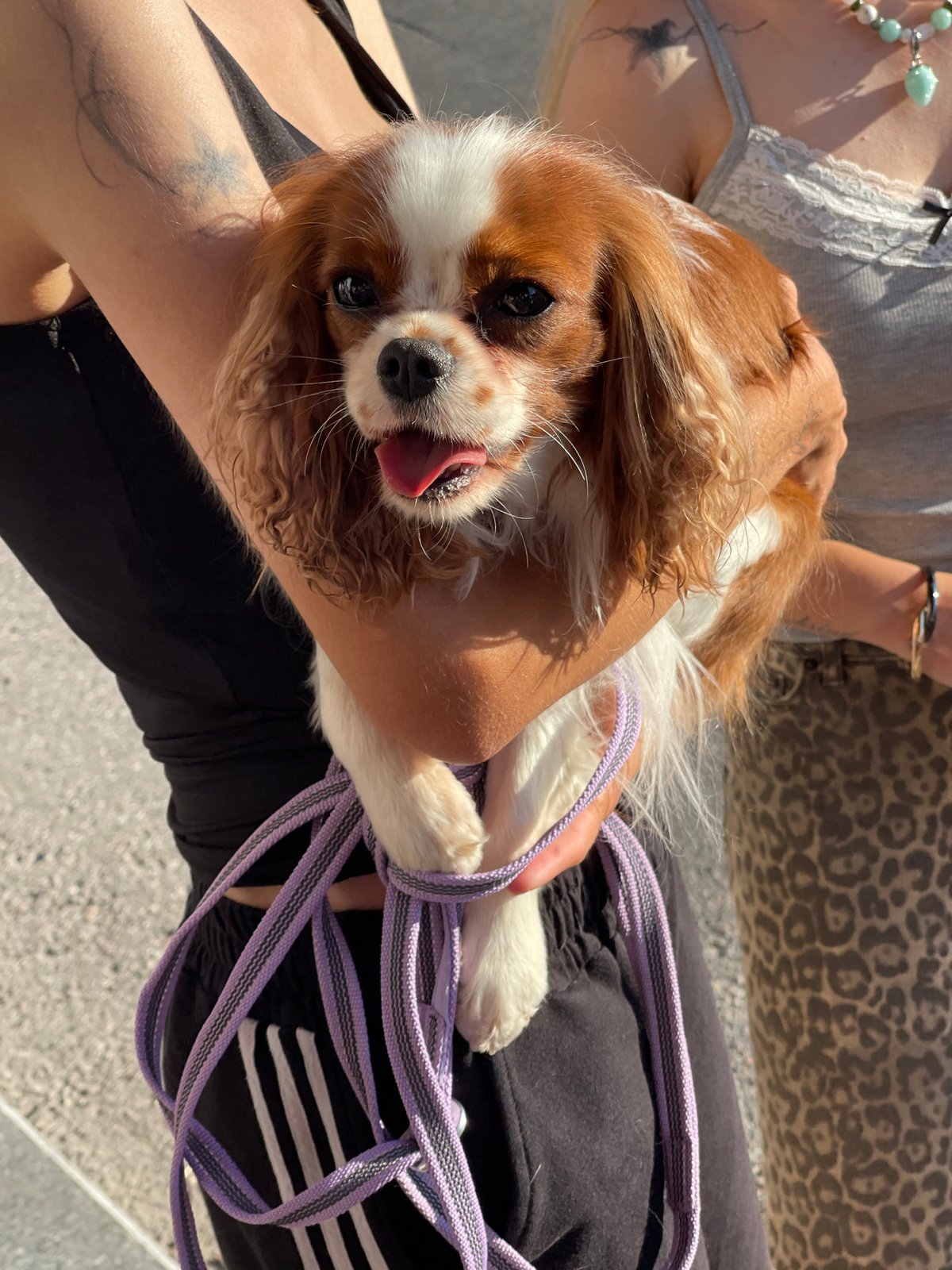 Cavalier King Charles Spaniel out on a summer day in Zelenogradsk