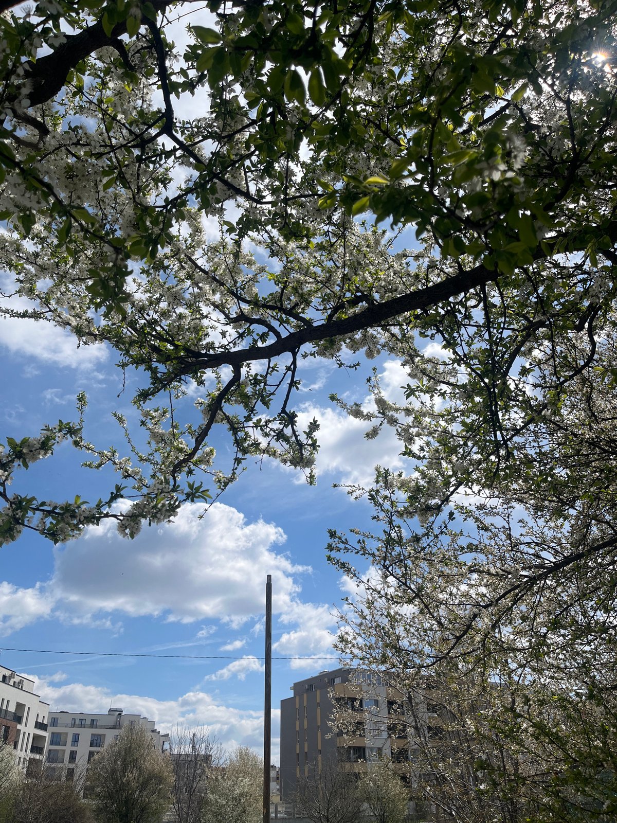 Spring blossoms captured on Sofia street, April 2026