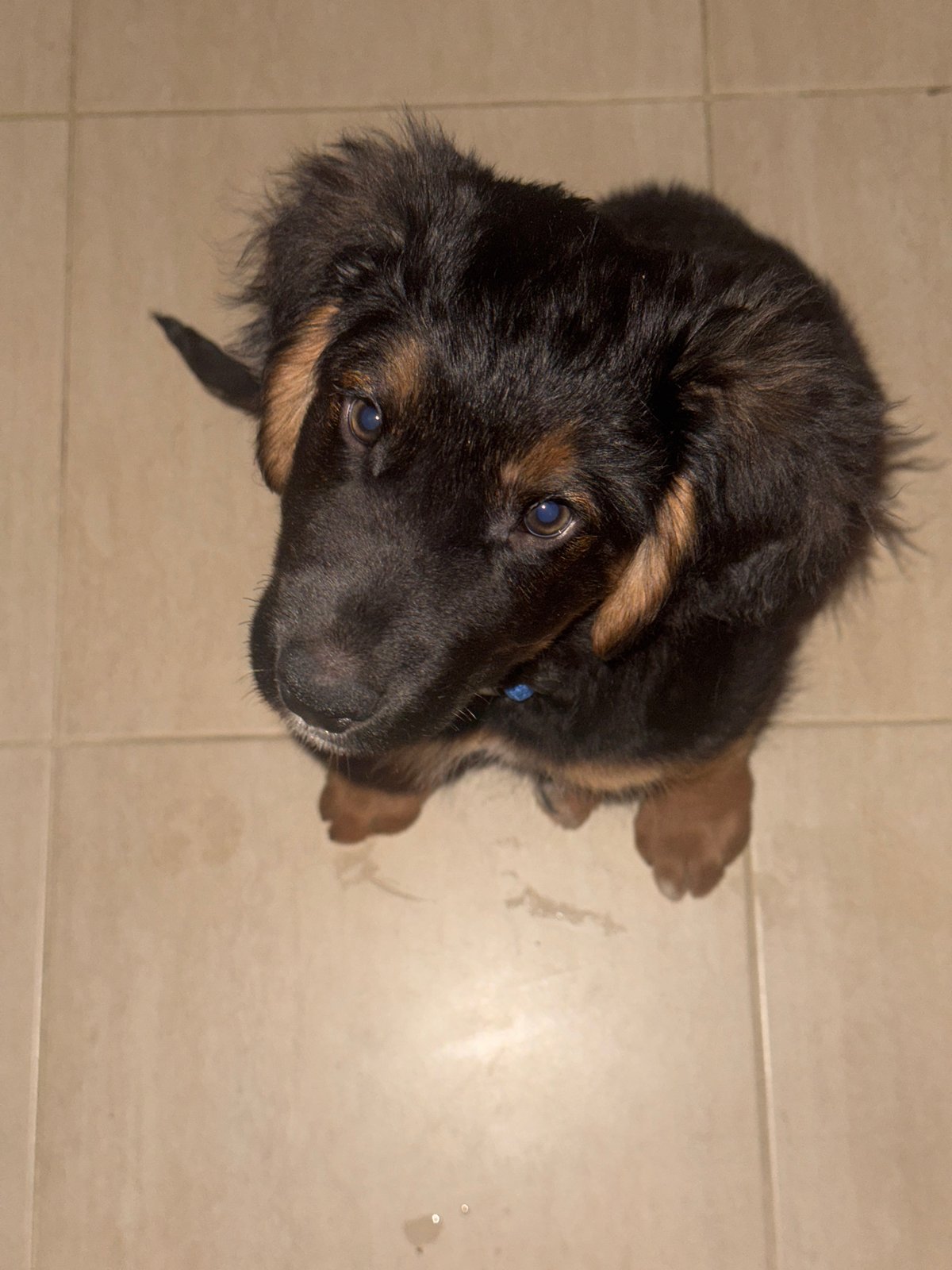German Shepherd puppy photographed indoors in Budva, Montenegro