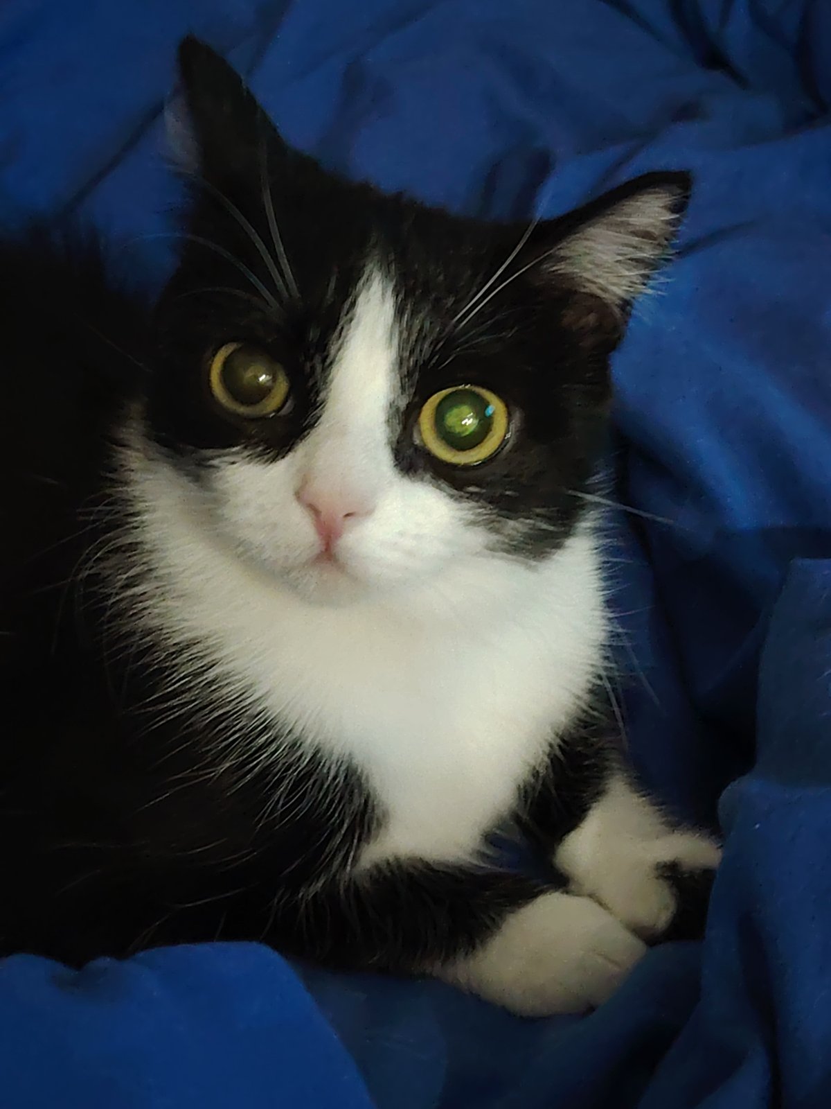 Tuxedo cat documented resting and playing on blue blanket