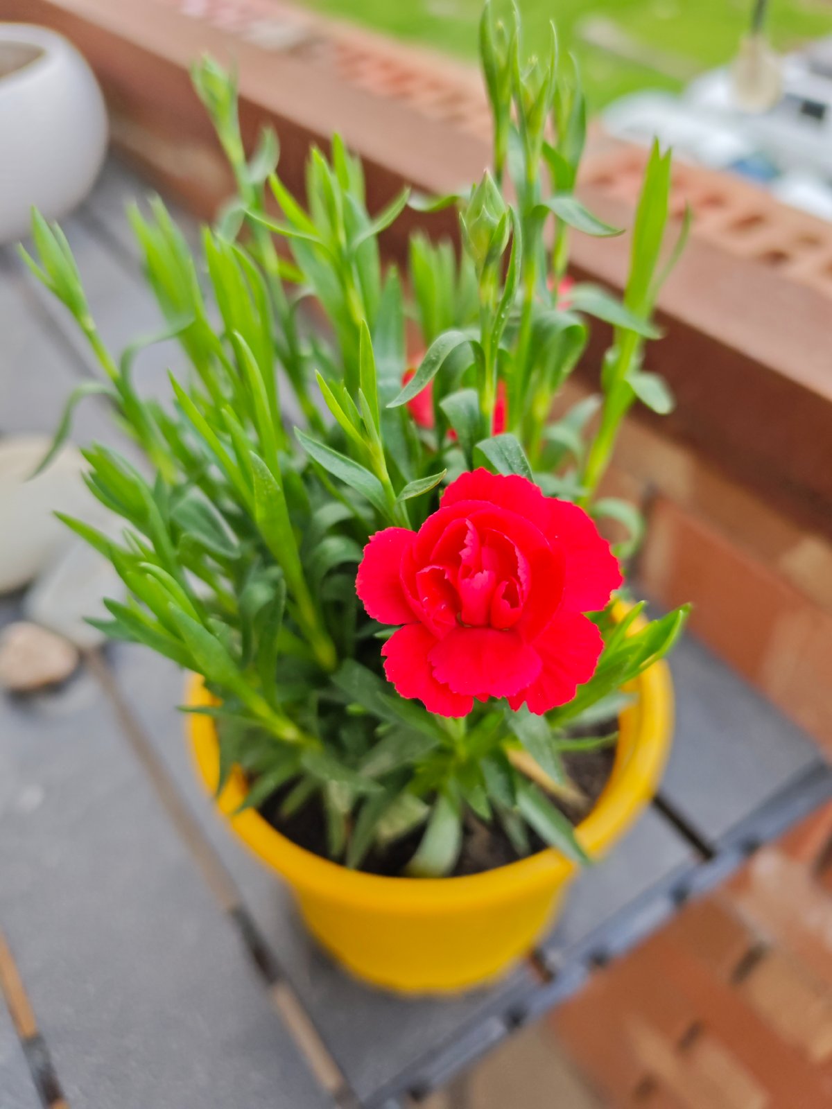 Morning domestic scenes with cat and flowers in Pyatigorsk