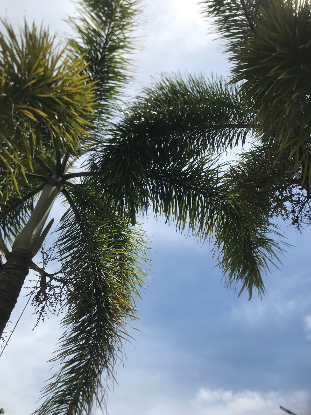Morning scenes captured in Lhokseumawe: palm trees, Indonesian flag