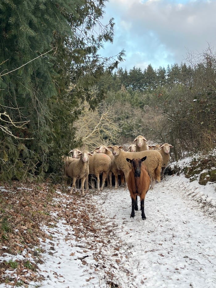 Shepherd guides flock through snowy German village path