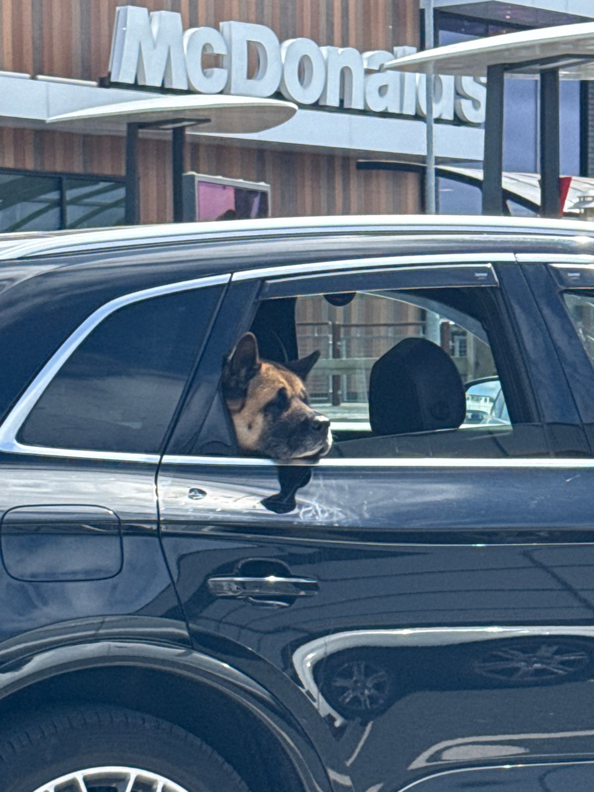 Dog spotted in car, train seen in Great Yarmouth