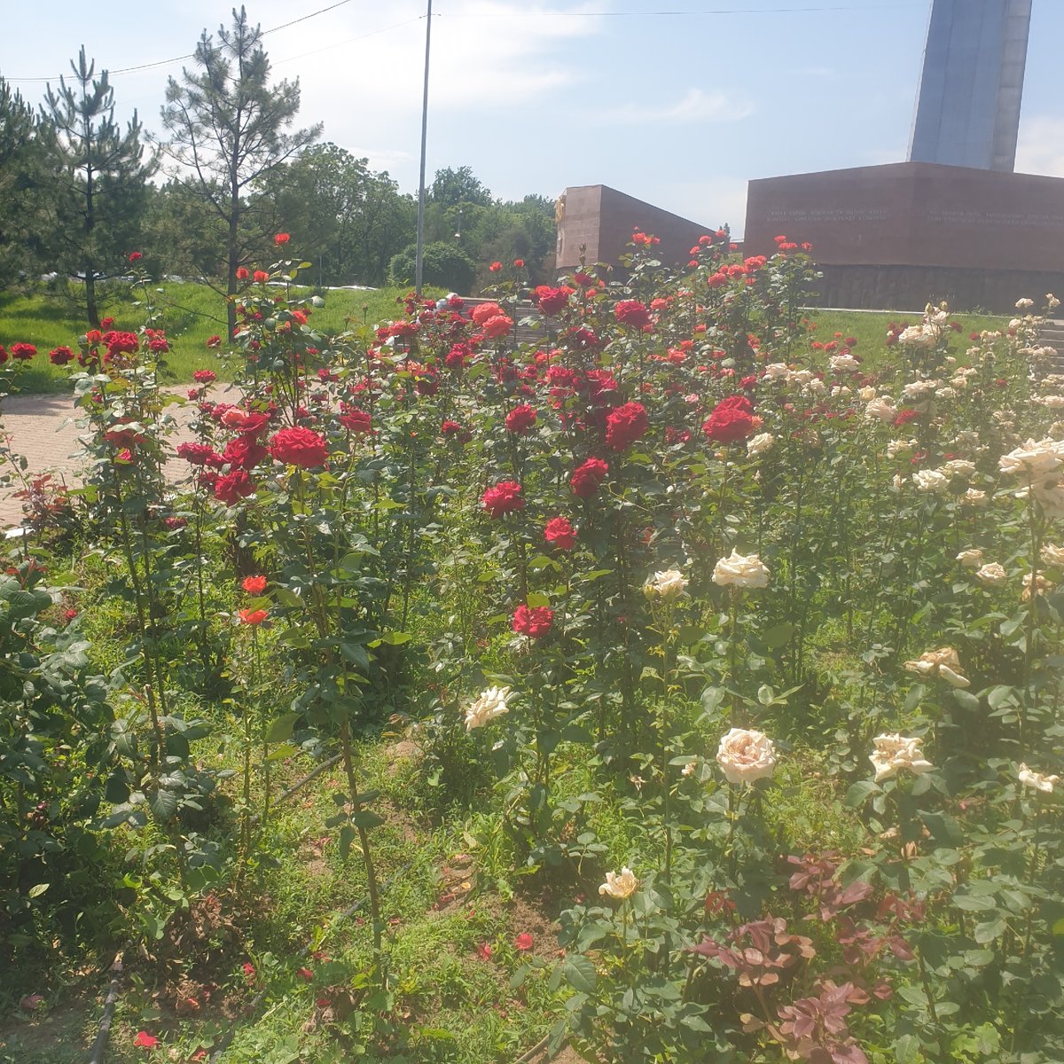 Morning scenes captured at WWII memorial park in Shymkent