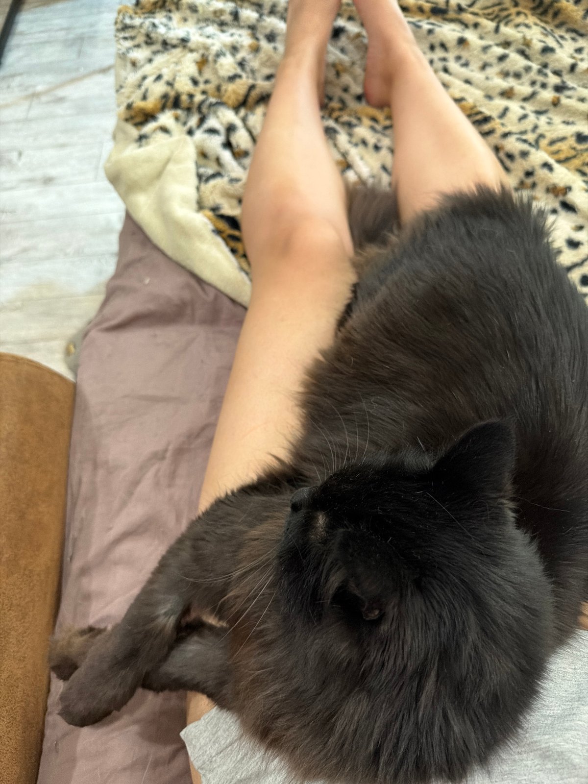Lazy afternoon with cats and a dog in Kamchatka