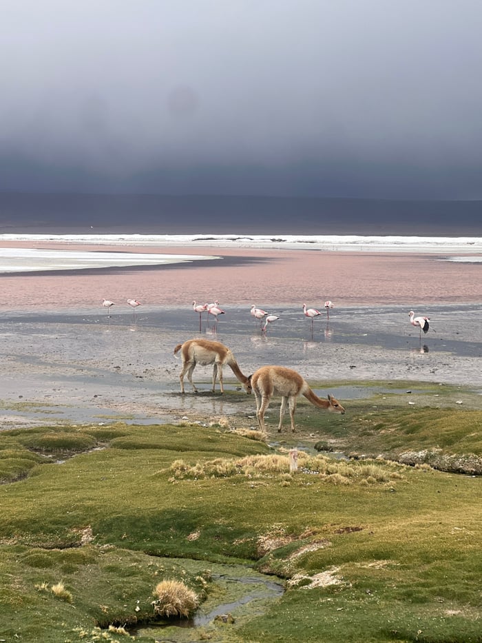 Vicuñas spotted near flamingo lake in Bolivia highlands