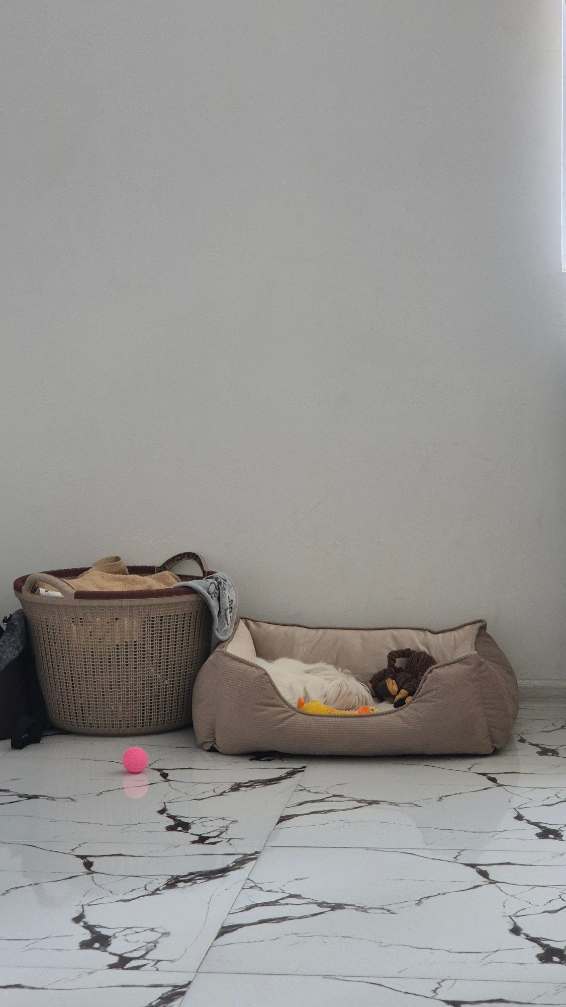 Morning home routine with pet and yoga session in Batumi