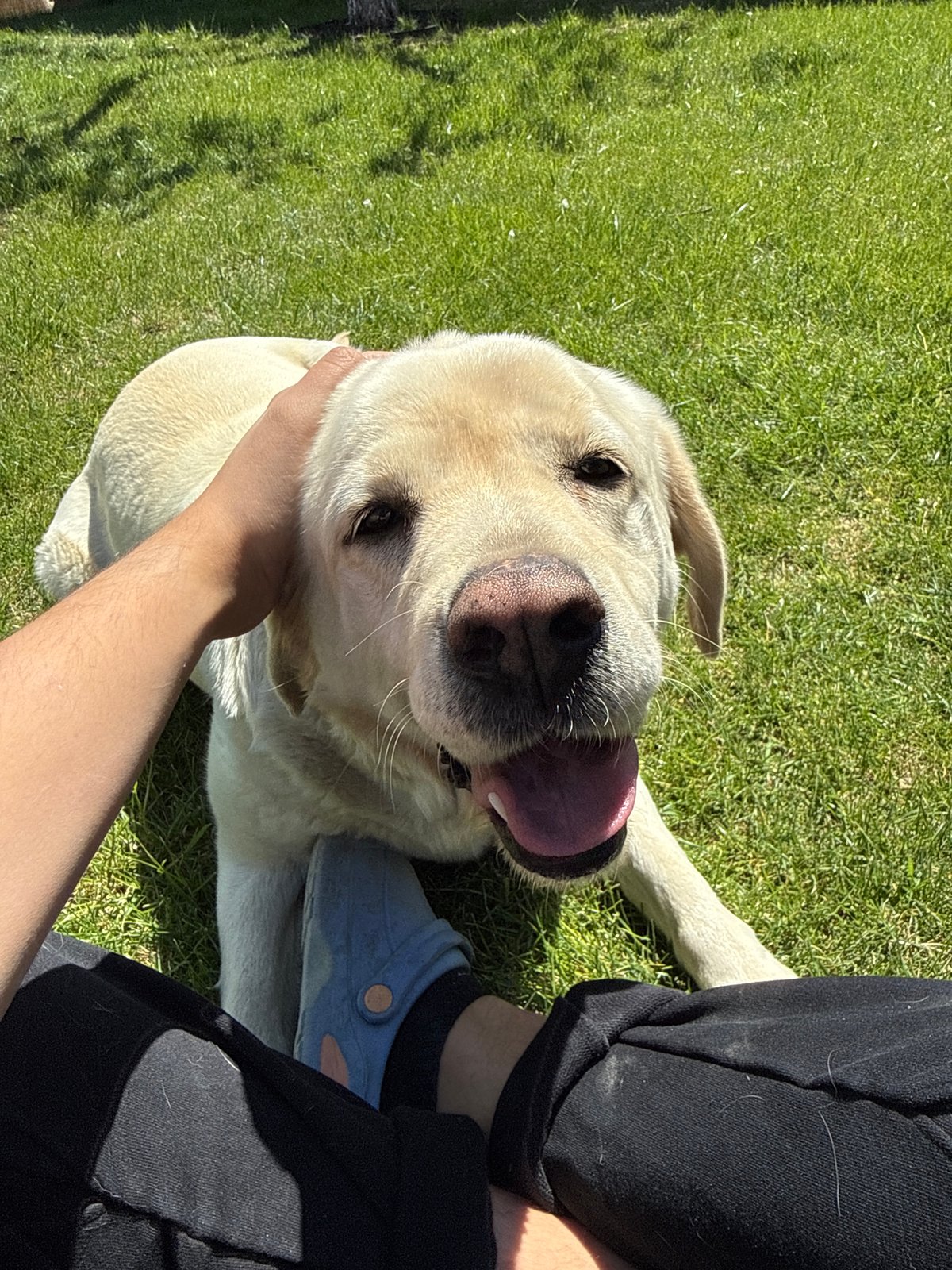 Dog enjoys sunny morning in Bulgarian village garden
