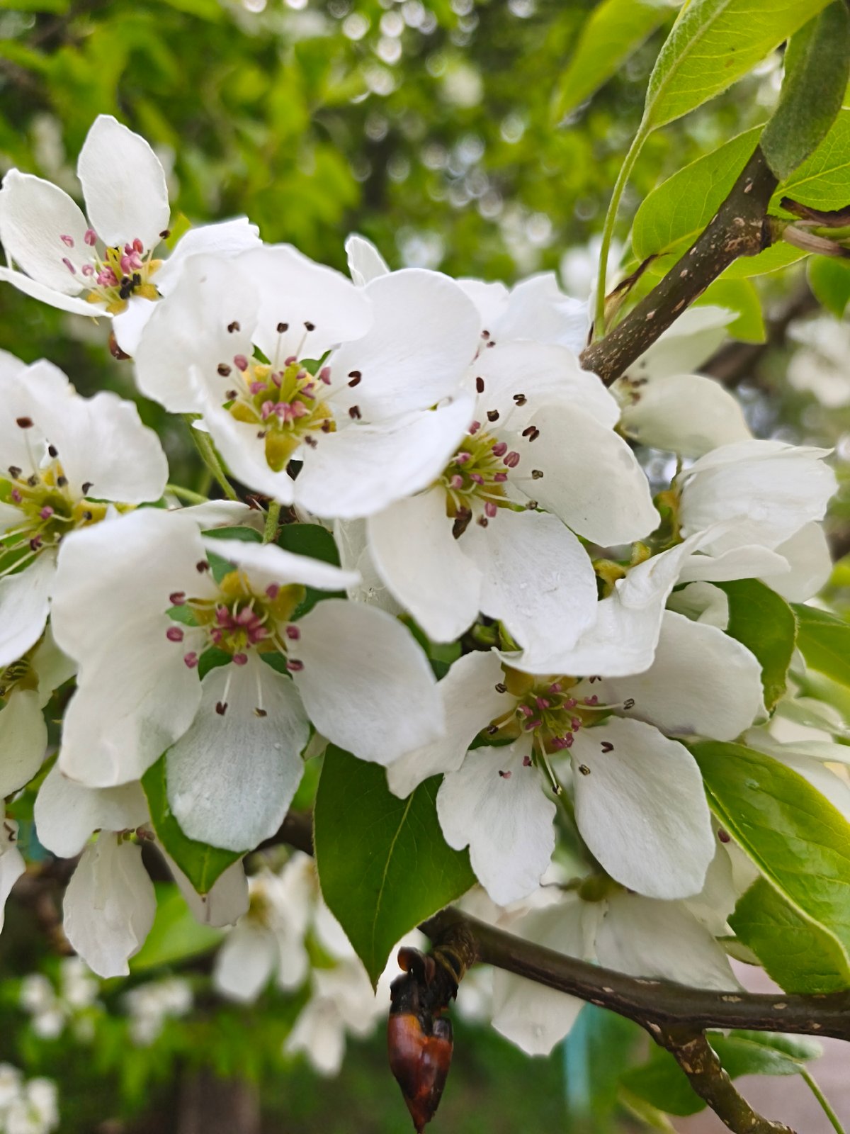 Spring blooms and selfies captured in Chaikovsky, Russia