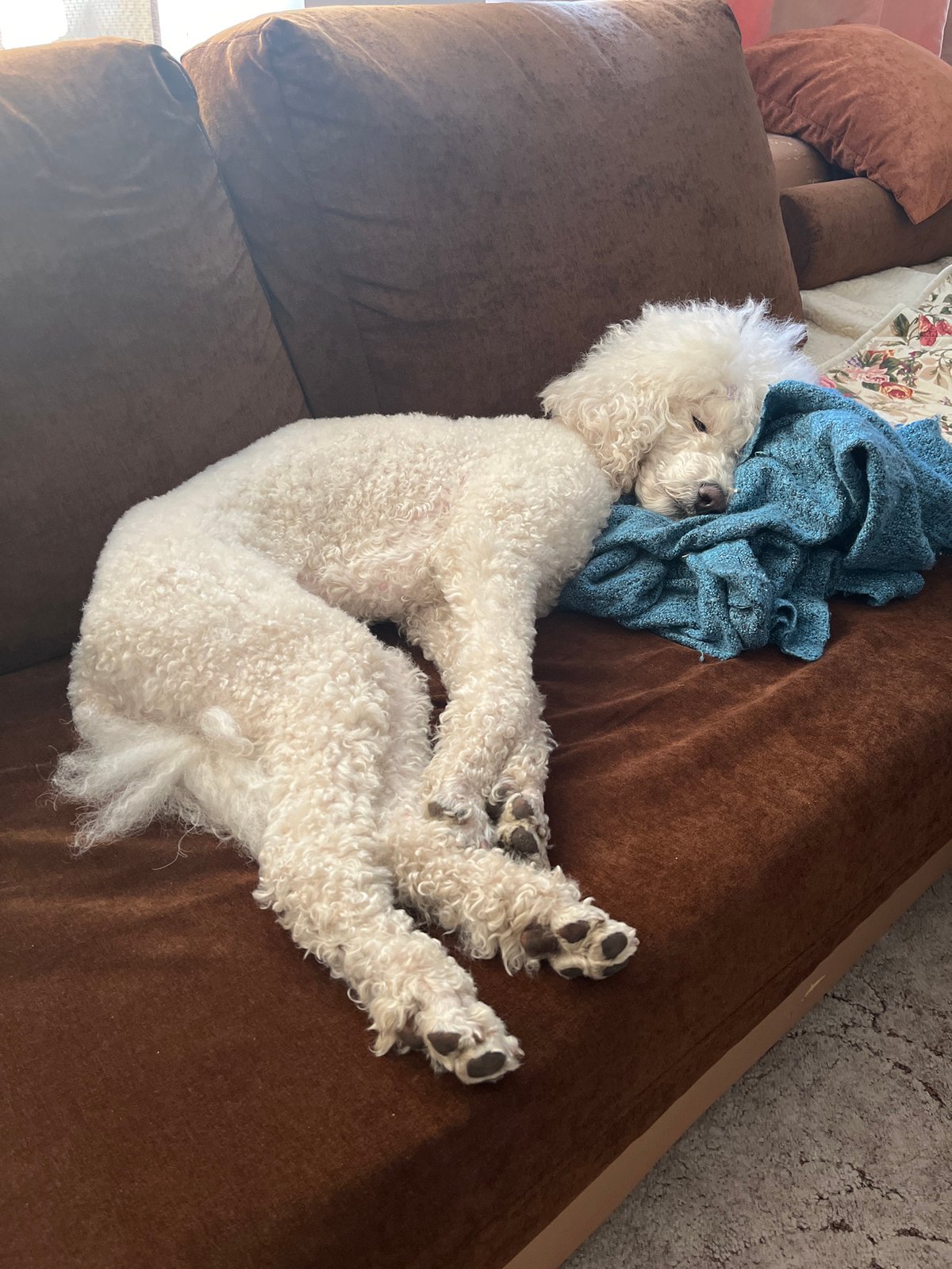 White poodle sleeps curled on couch in Krasnoyarsk