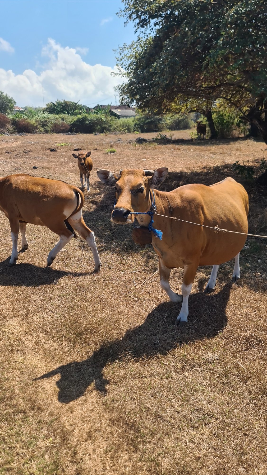 Bali's Bukit Peninsula: paragliding site, coastal cliffs, and grazing cattle