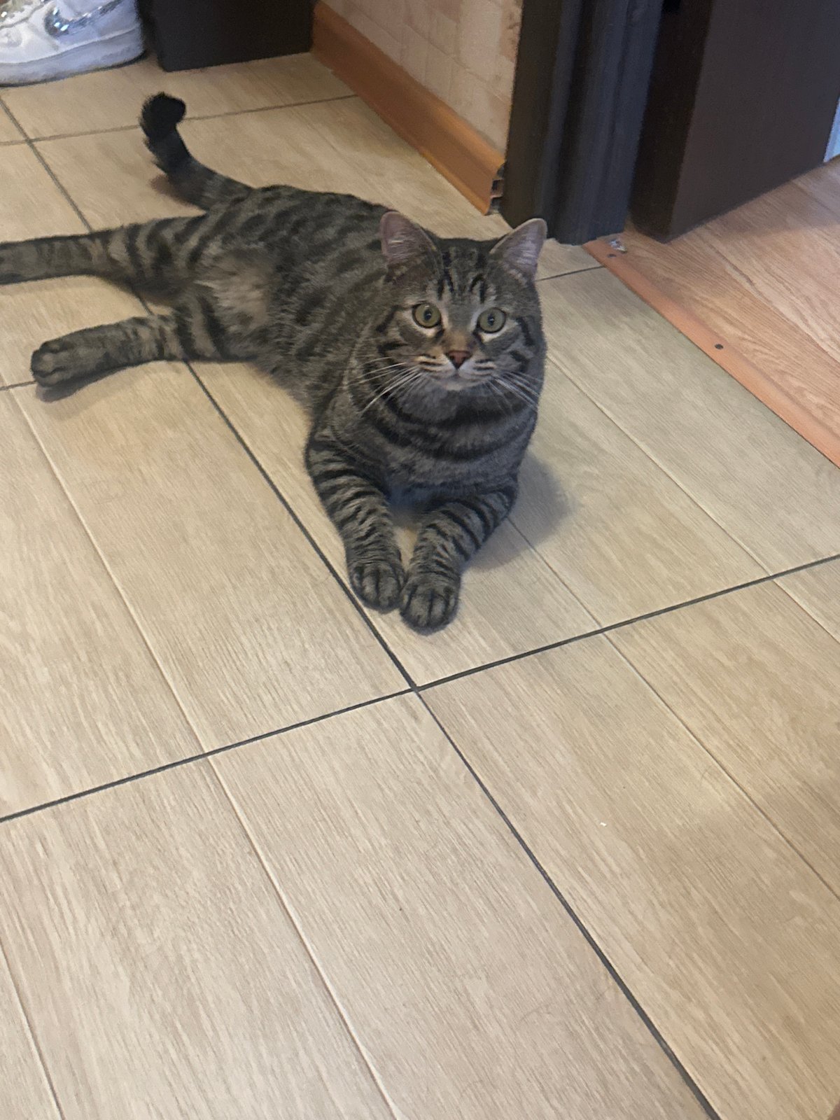 Tabby cat photographed repeatedly on tiled floor in Stavropol