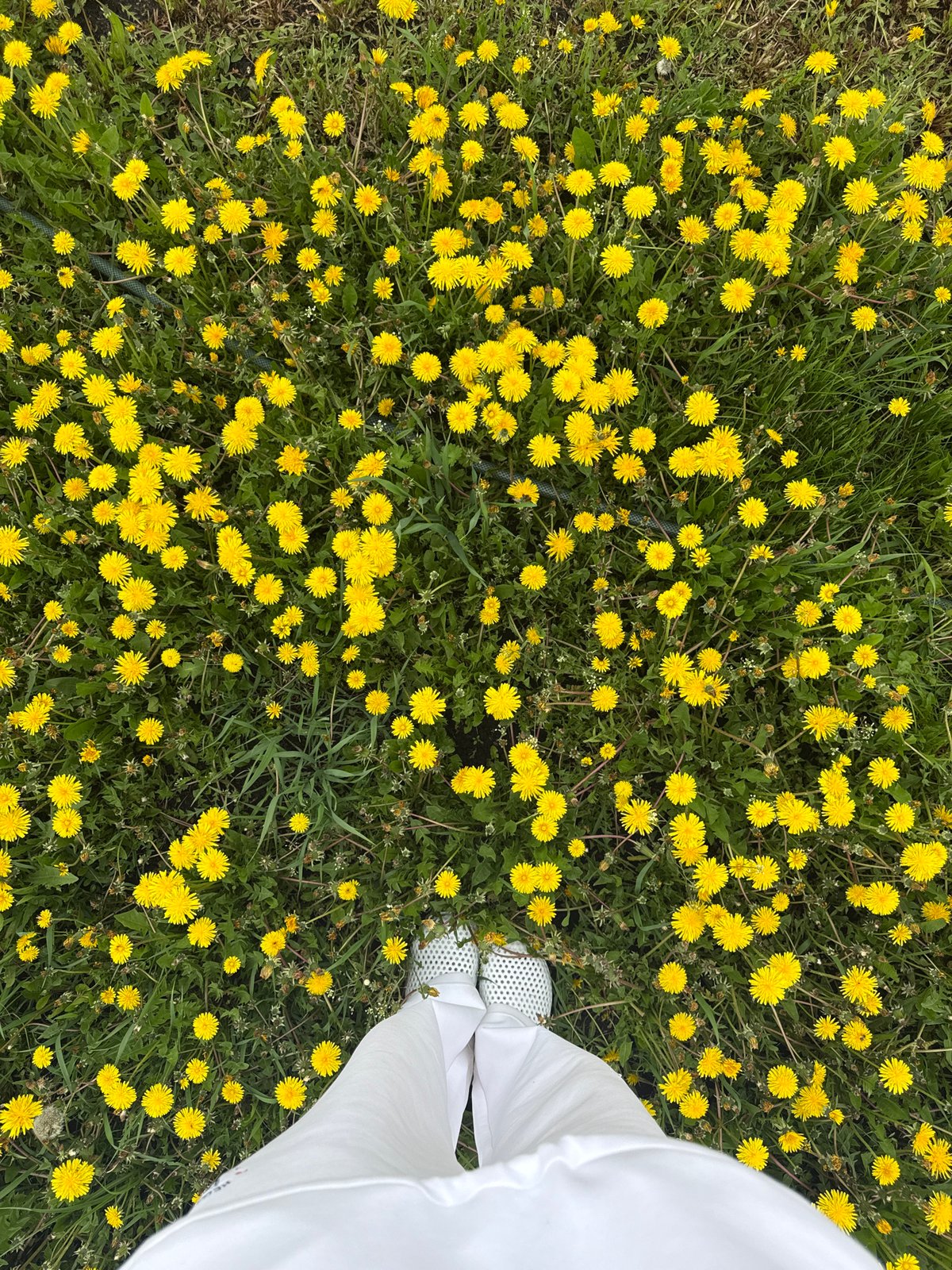 Spring dandelion blooms documented in Russian village Ленино