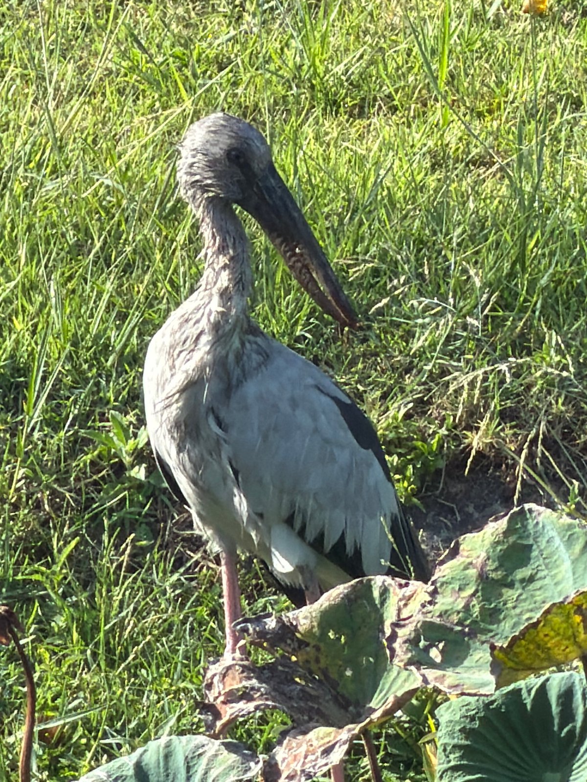 Grey heron among blooming lotus plants in Ko Samui