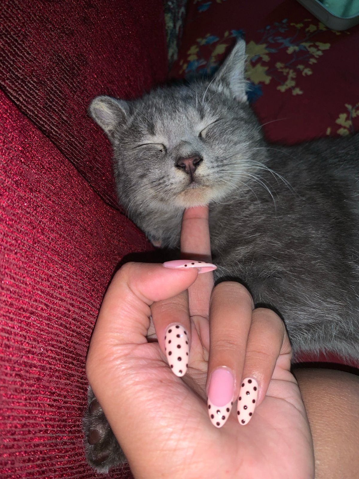 Late-night kitten bonding session captured in Jajag, Indonesia